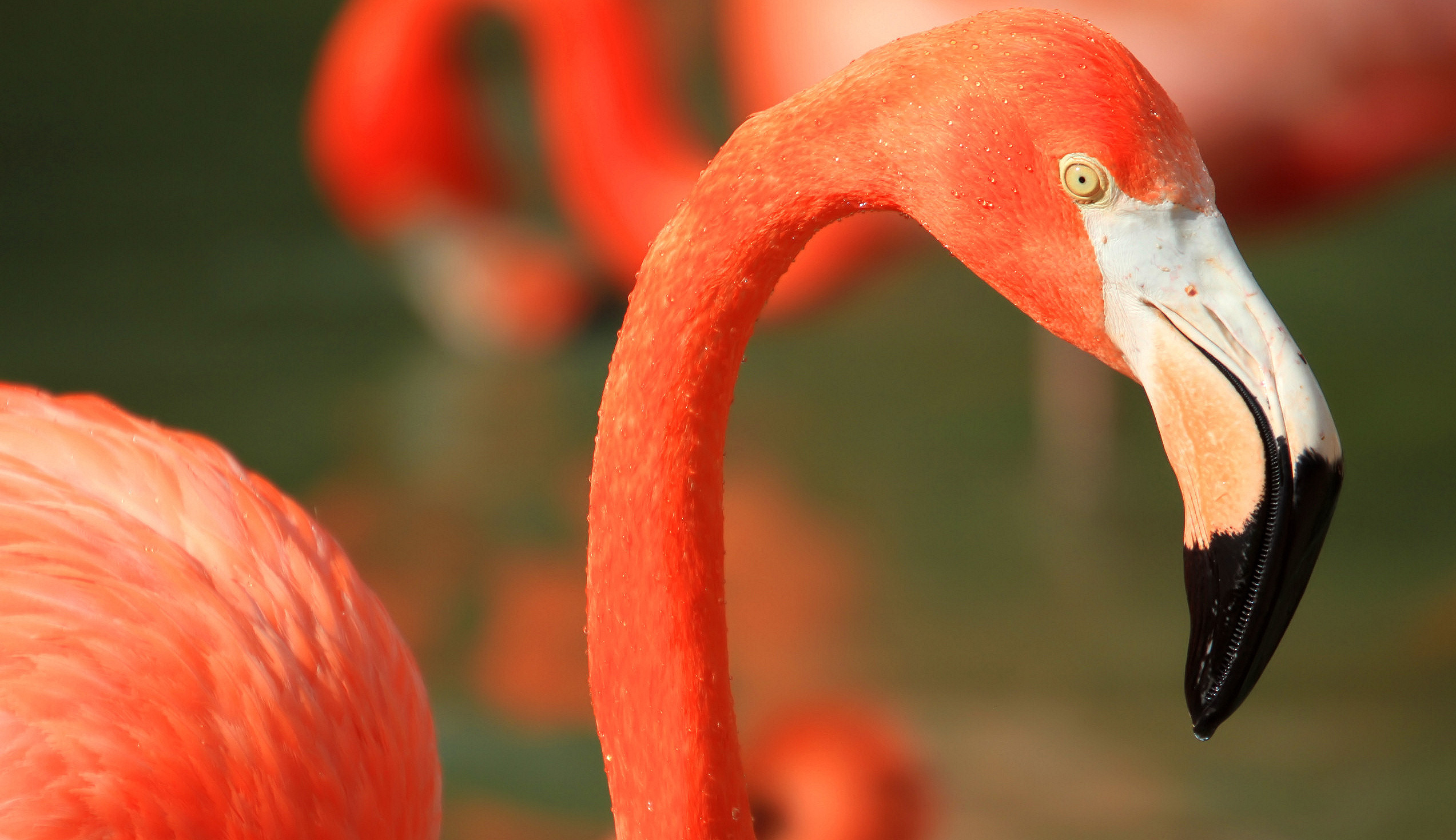 animal, flamingo, birds