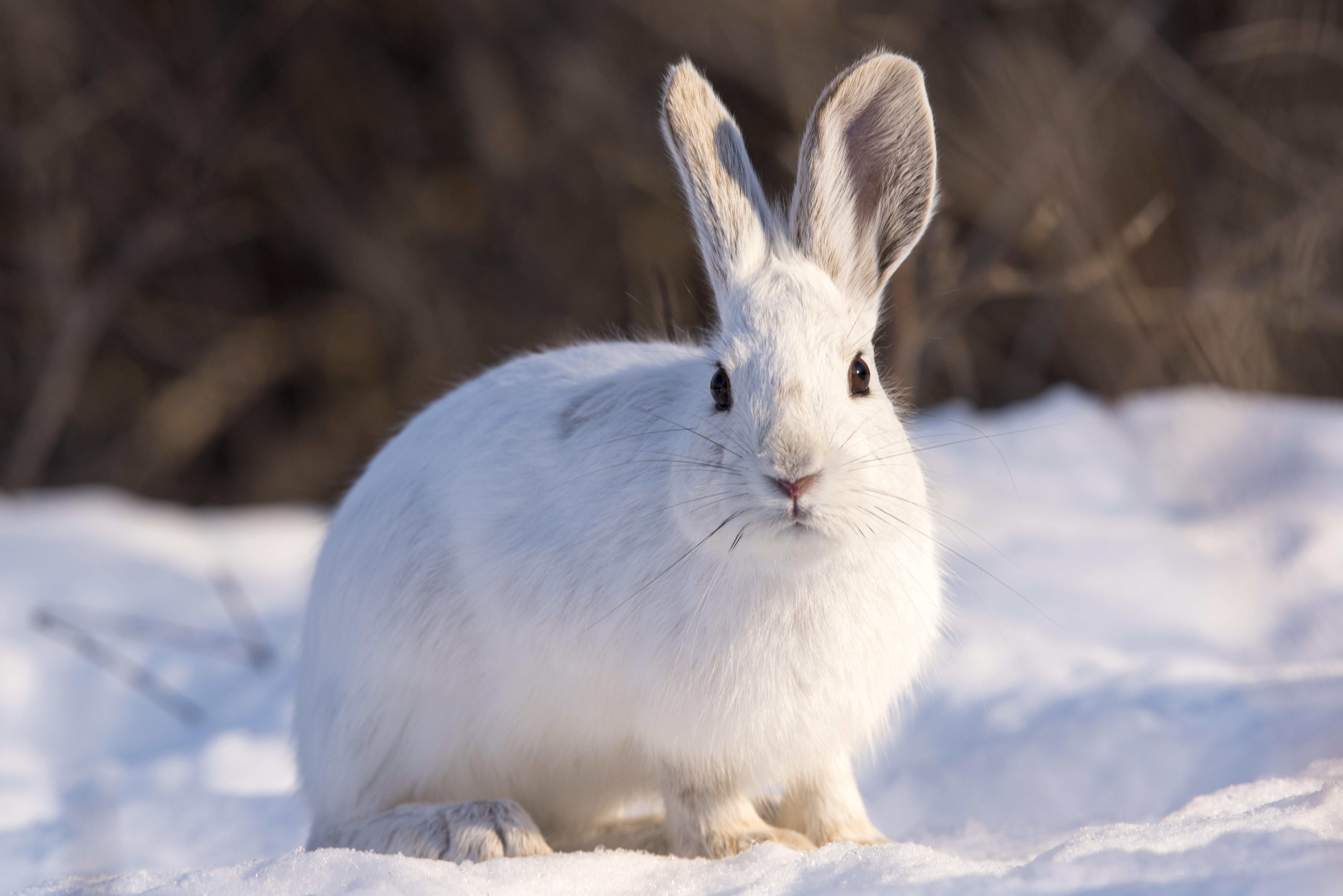 無料モバイル壁紙白い, 動物, 雪, 兎, 冬, ウサギをダウンロードします。