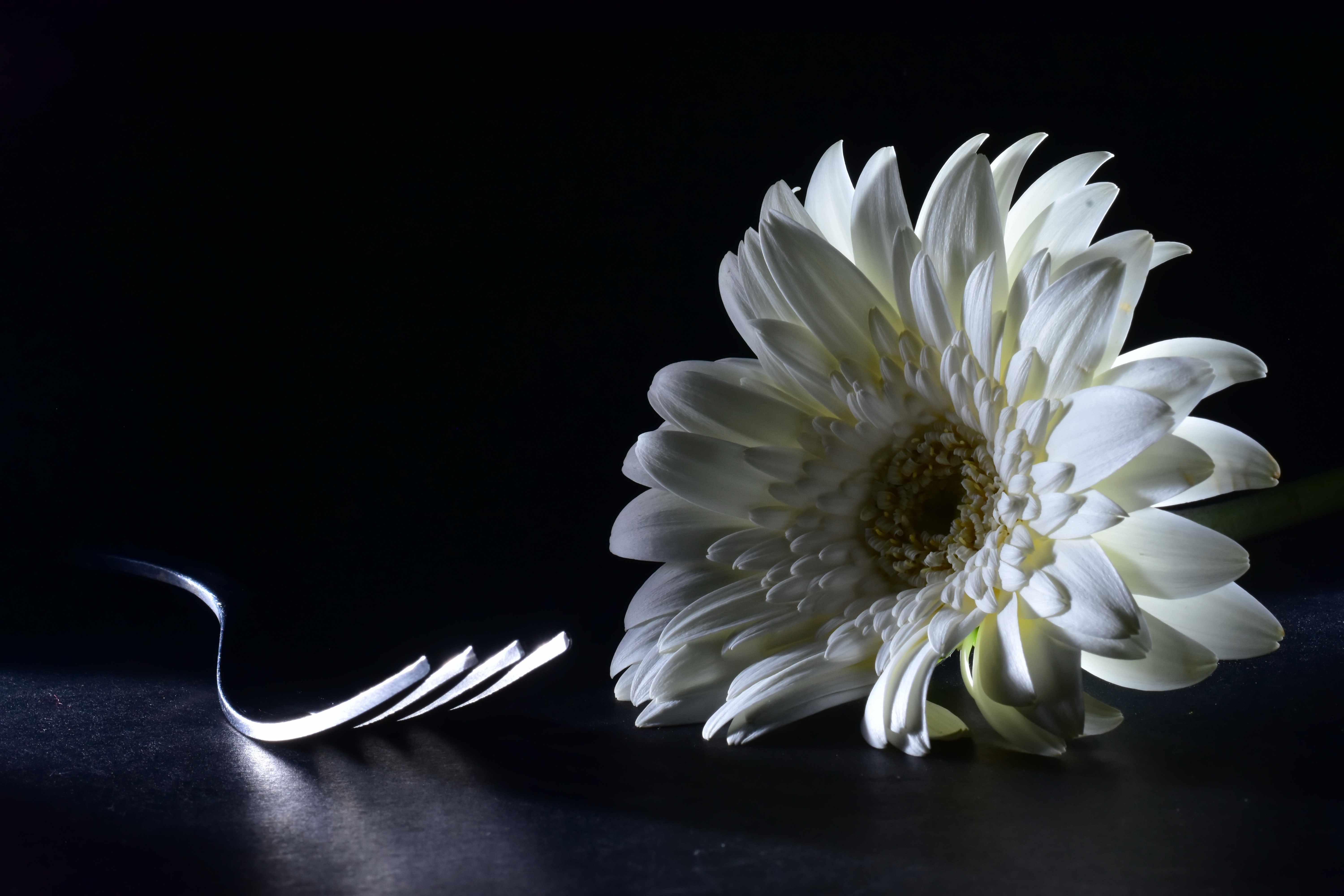 photography, macro, chrysanthemum, flower, fork
