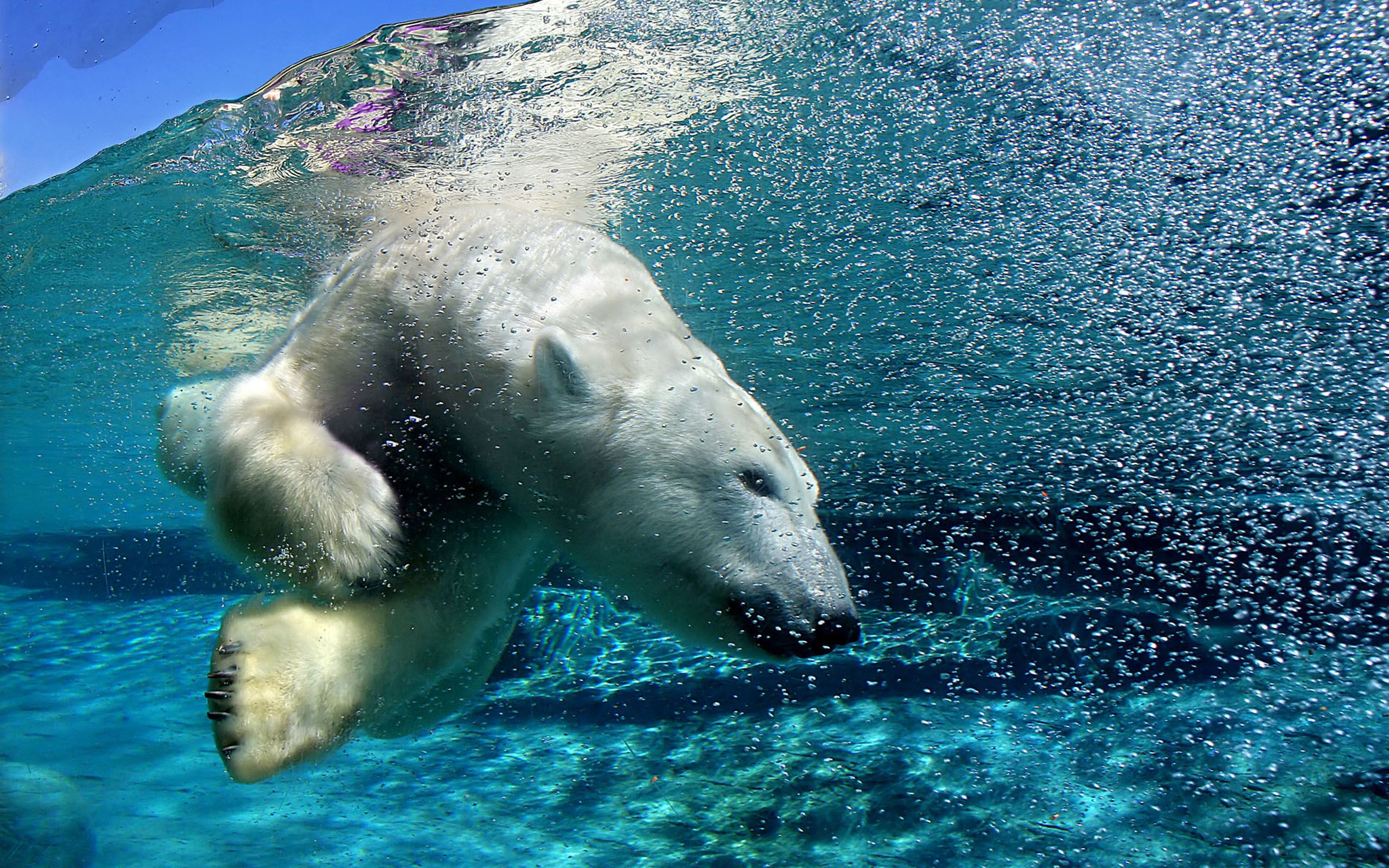 vertical wallpaper polar bear, animal