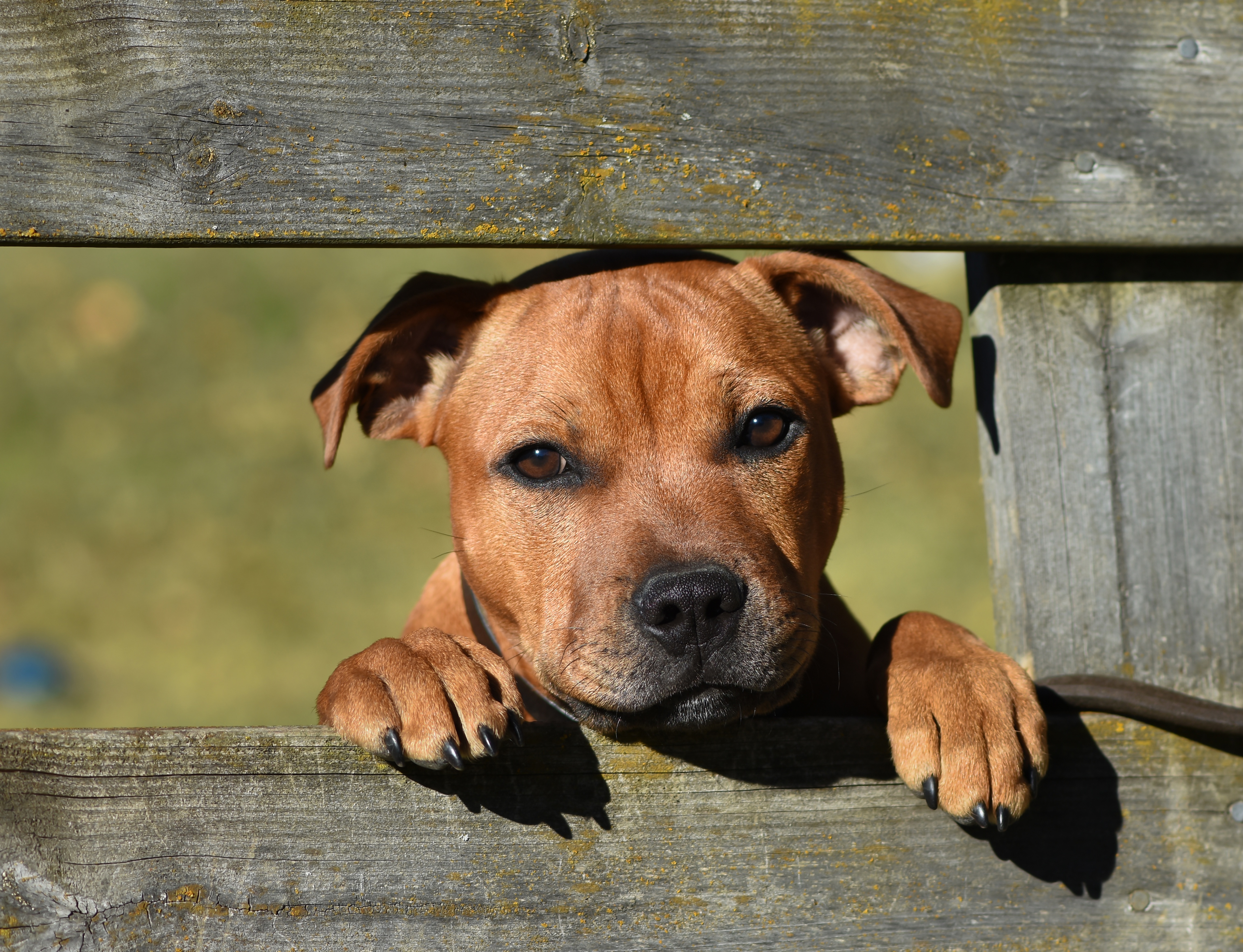 8k Staffordshire Bull Terrier Images