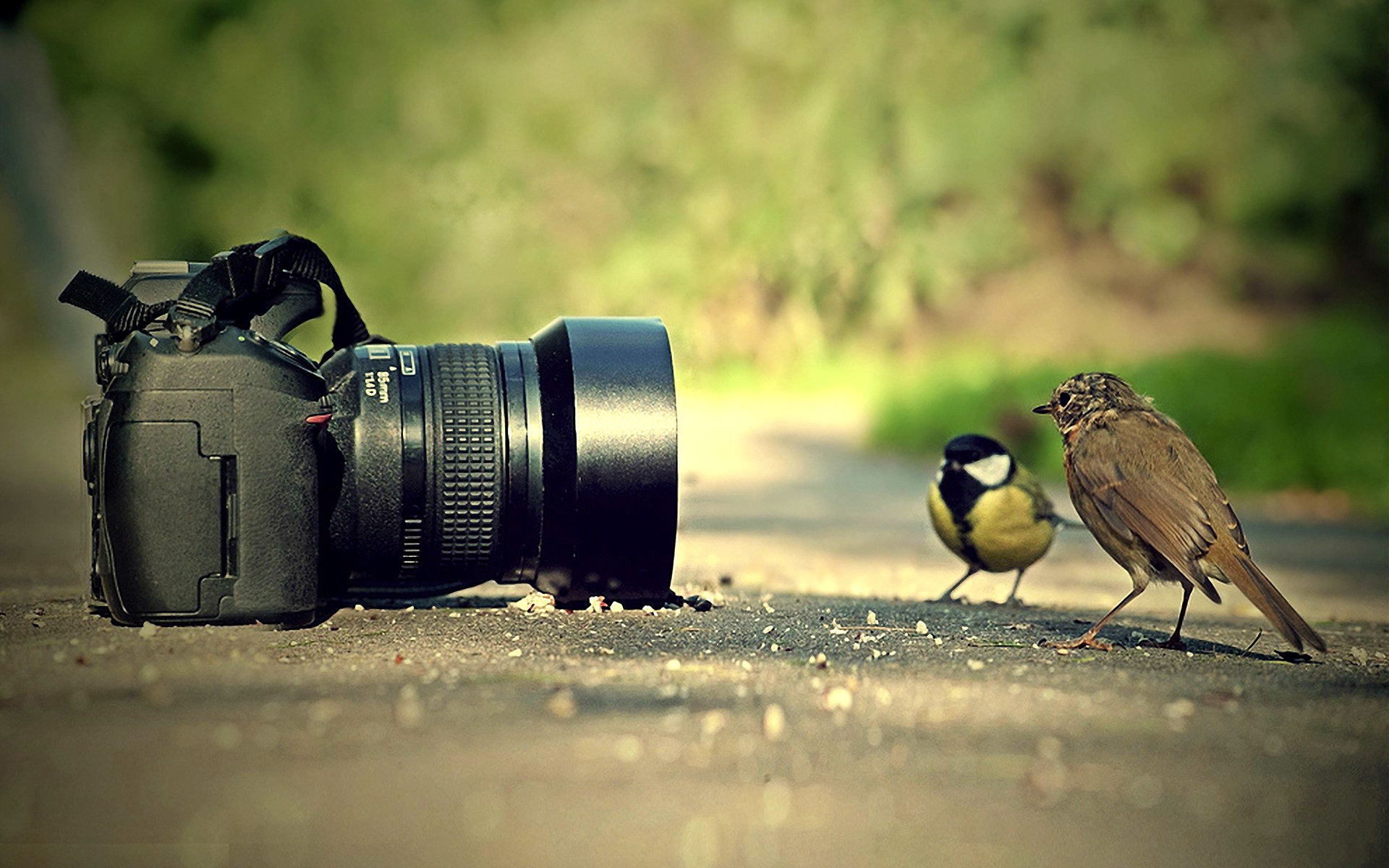 Птица с фотоаппаратом