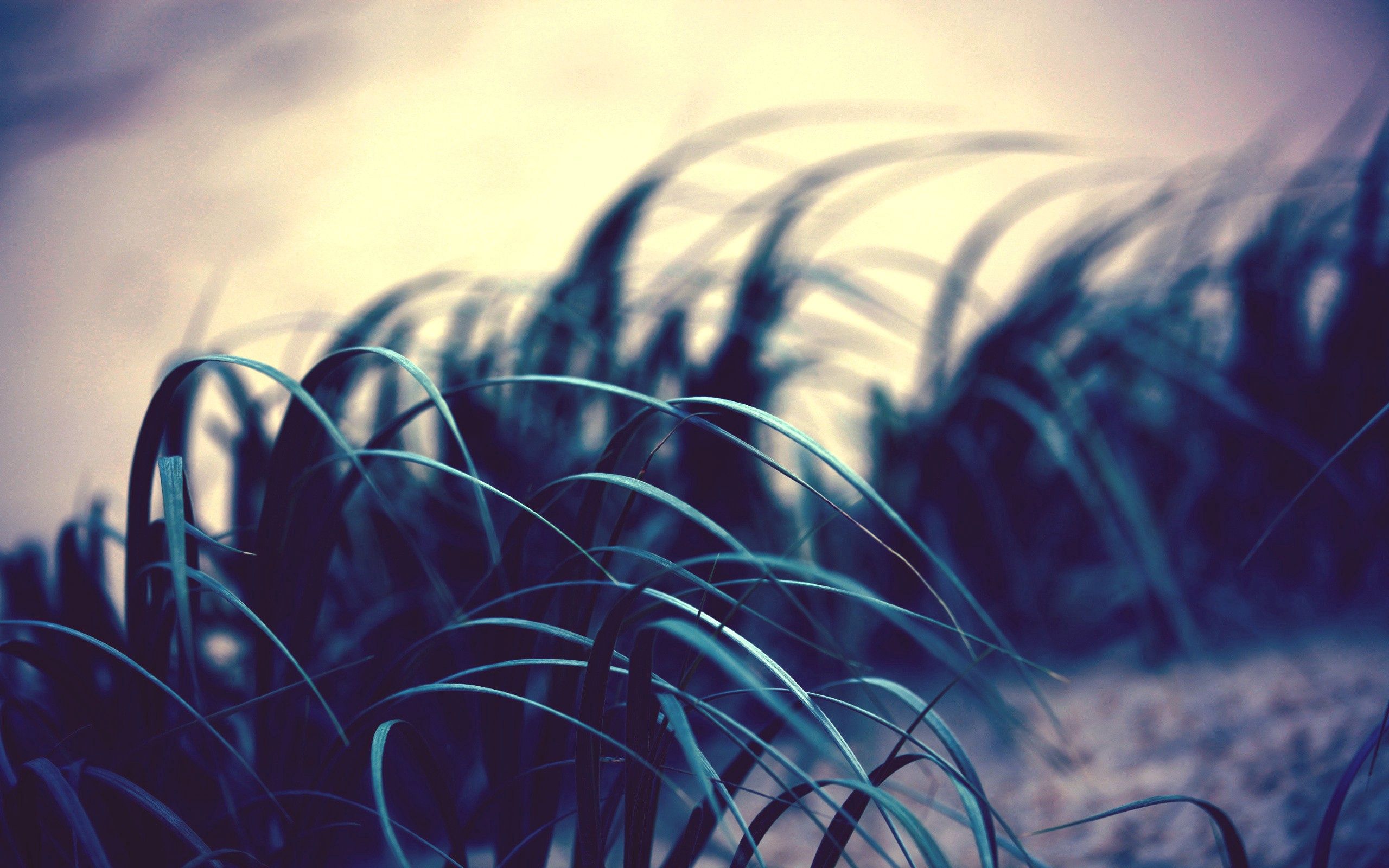 Download mobile wallpaper Grass, Wind, Macro, Shadow, Leaves for free.