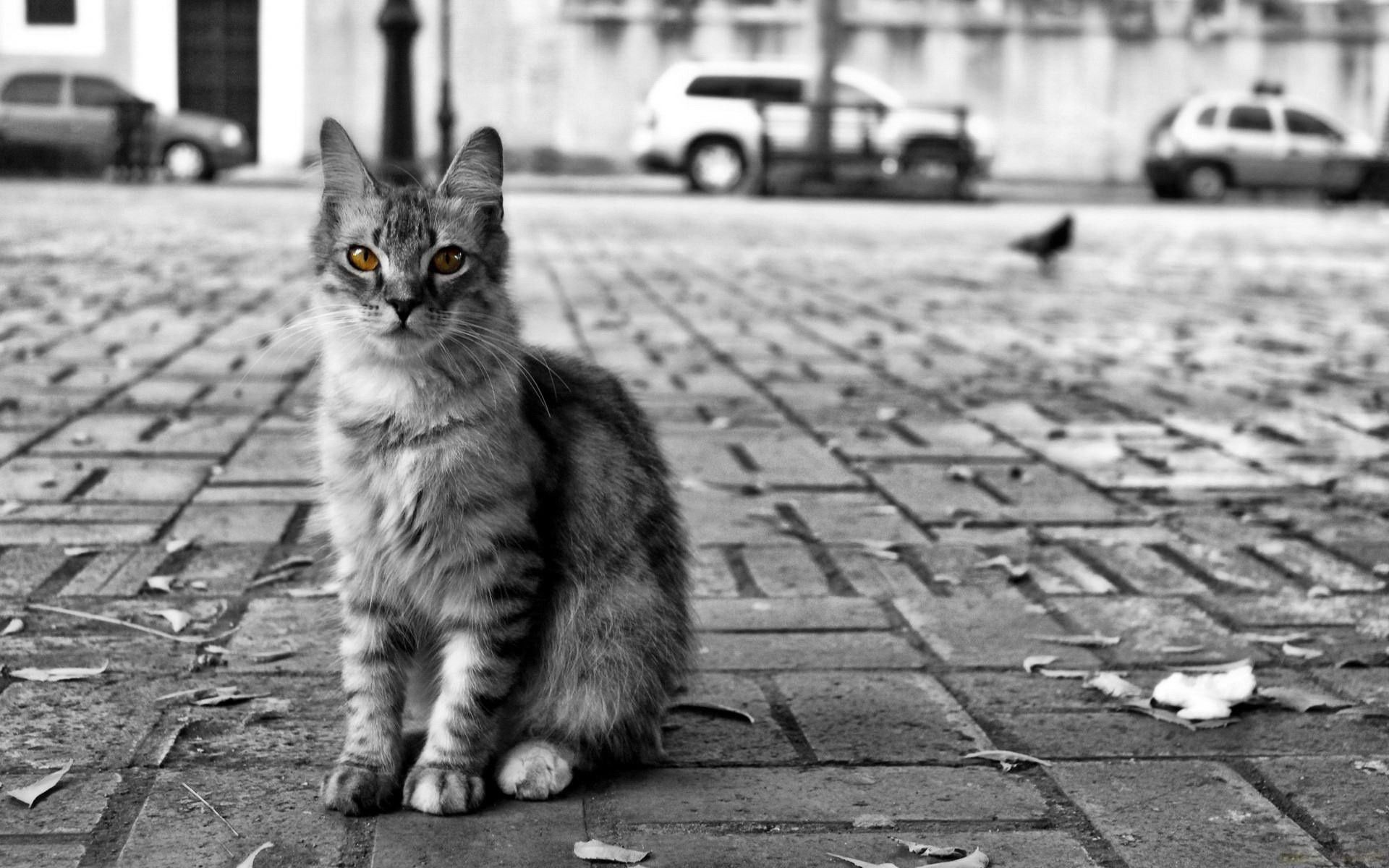 無料モバイル壁紙猫, 動物, 都市, 道路, 市, 道, Bw, Chb, ホームレス, ふかふかした, ふわふわ, ネコをダウンロードします。