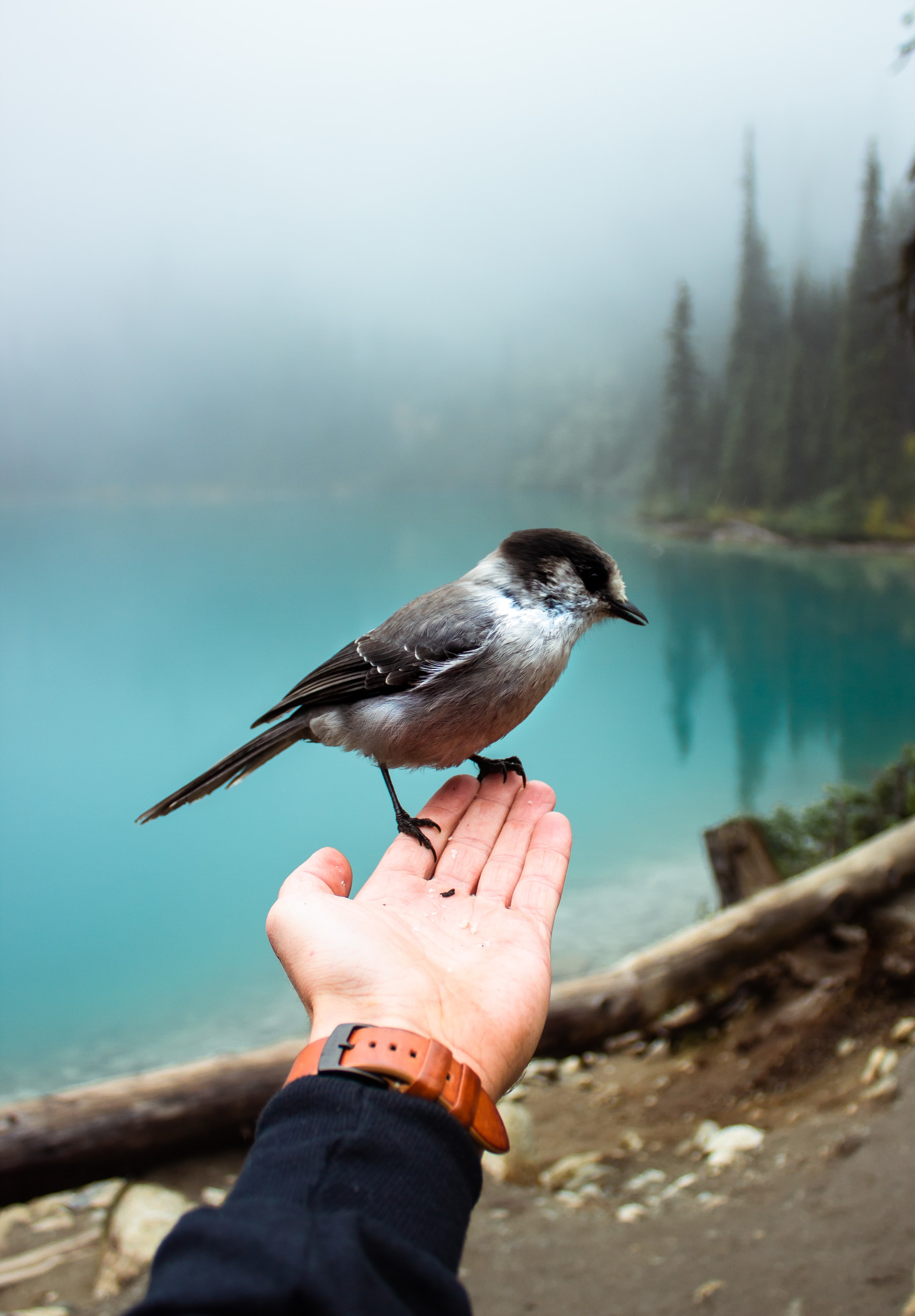 Free download wallpaper Sparrow, Bird, Animals, Hand, Fog on your PC desktop