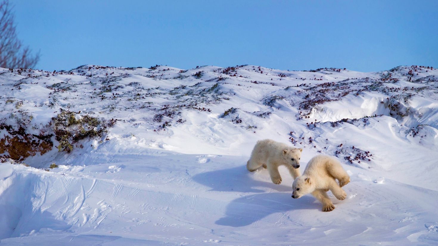 Включи про снежных. Арктическая тундра зима. Белые медведи зима. Полярный медведь в снегу. Обитатели Арктики обои.