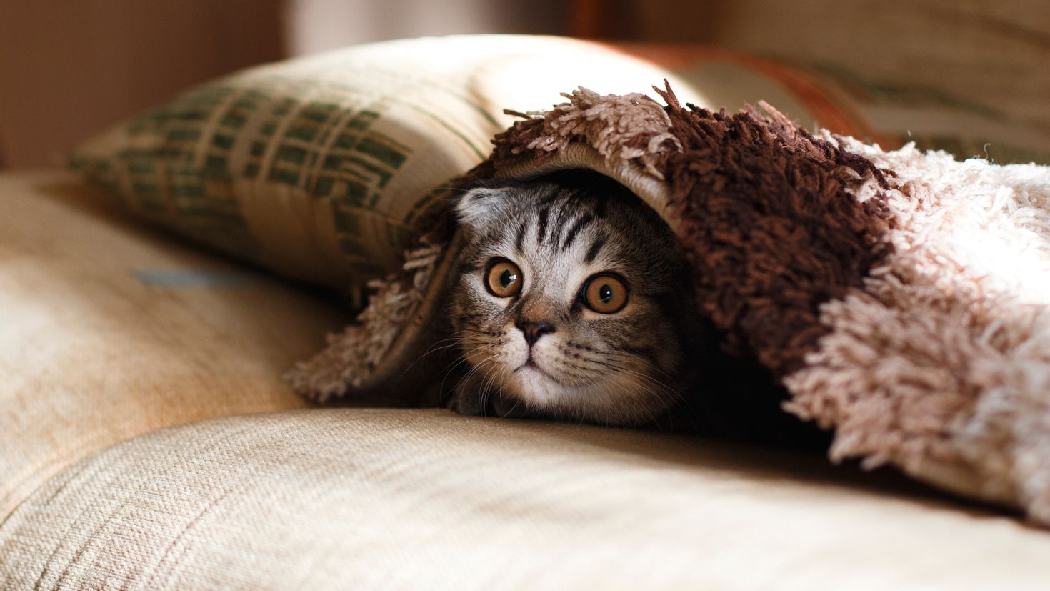 Кот под одеялом