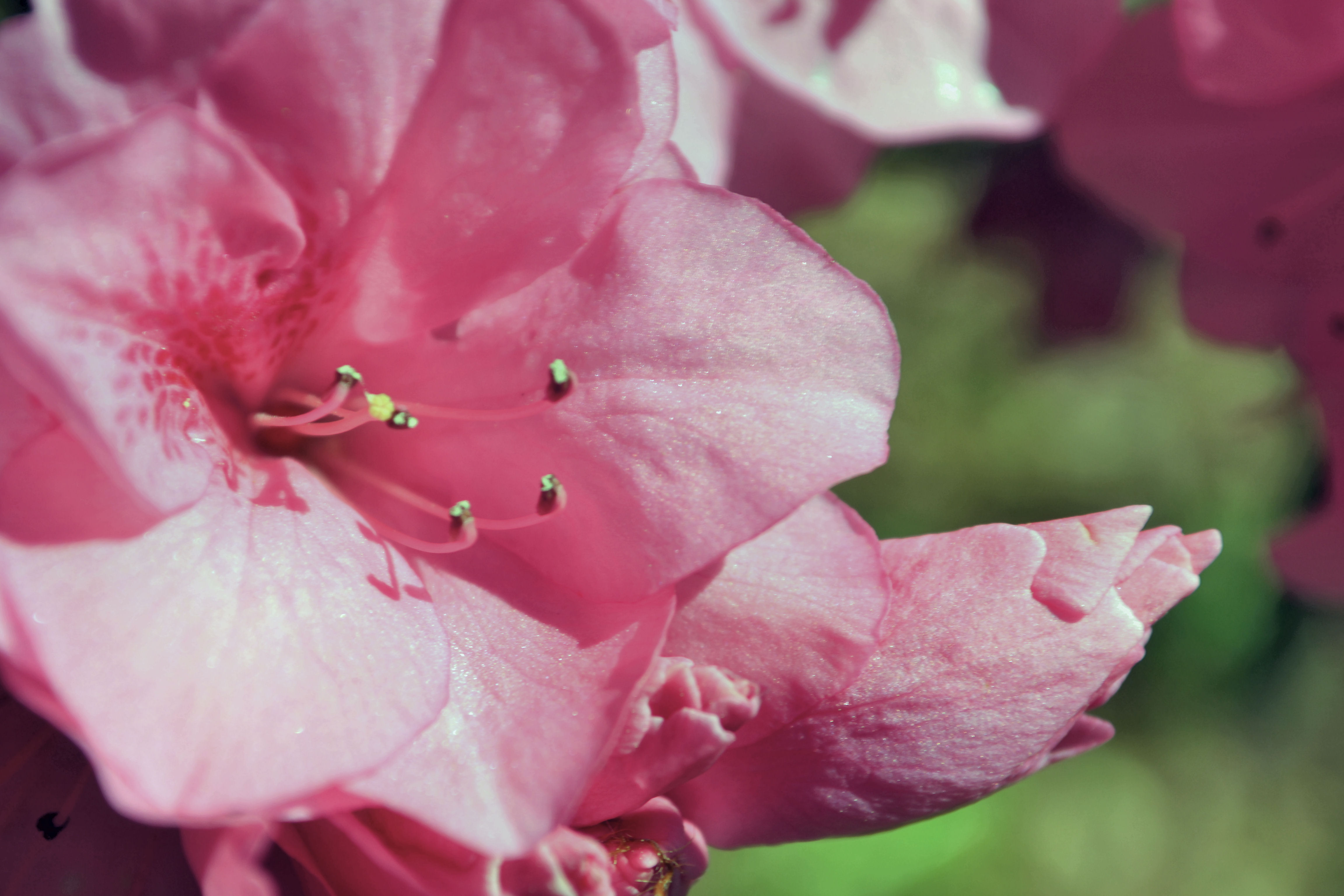 367926壁紙のダウンロード地球, シャクナゲ, ピンクの花, フラワーズ-スクリーンセーバーと写真を無料で
