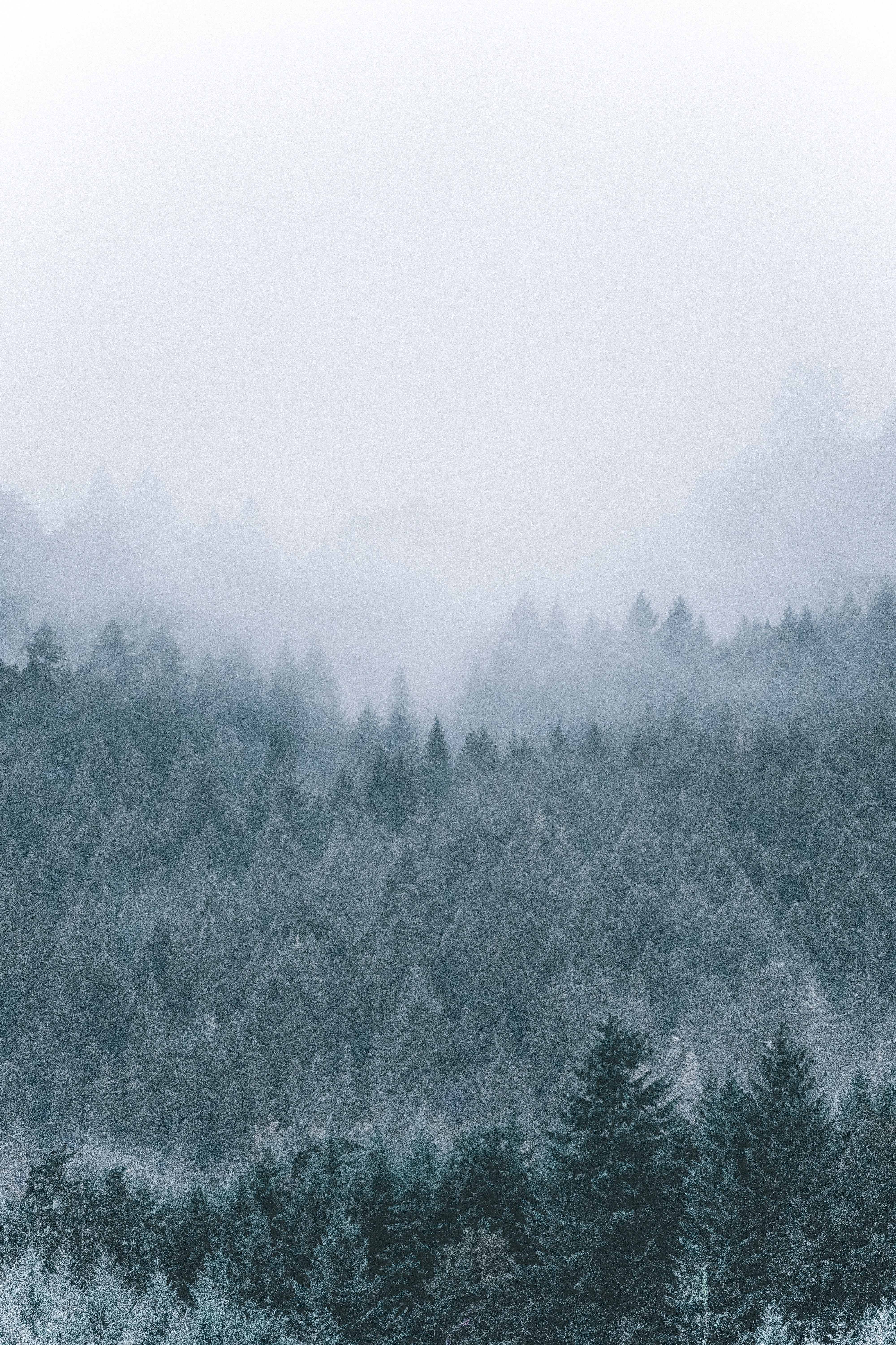 Download mobile wallpaper Haze, Coniferous, Forest, Fog, Trees, Nature for free.