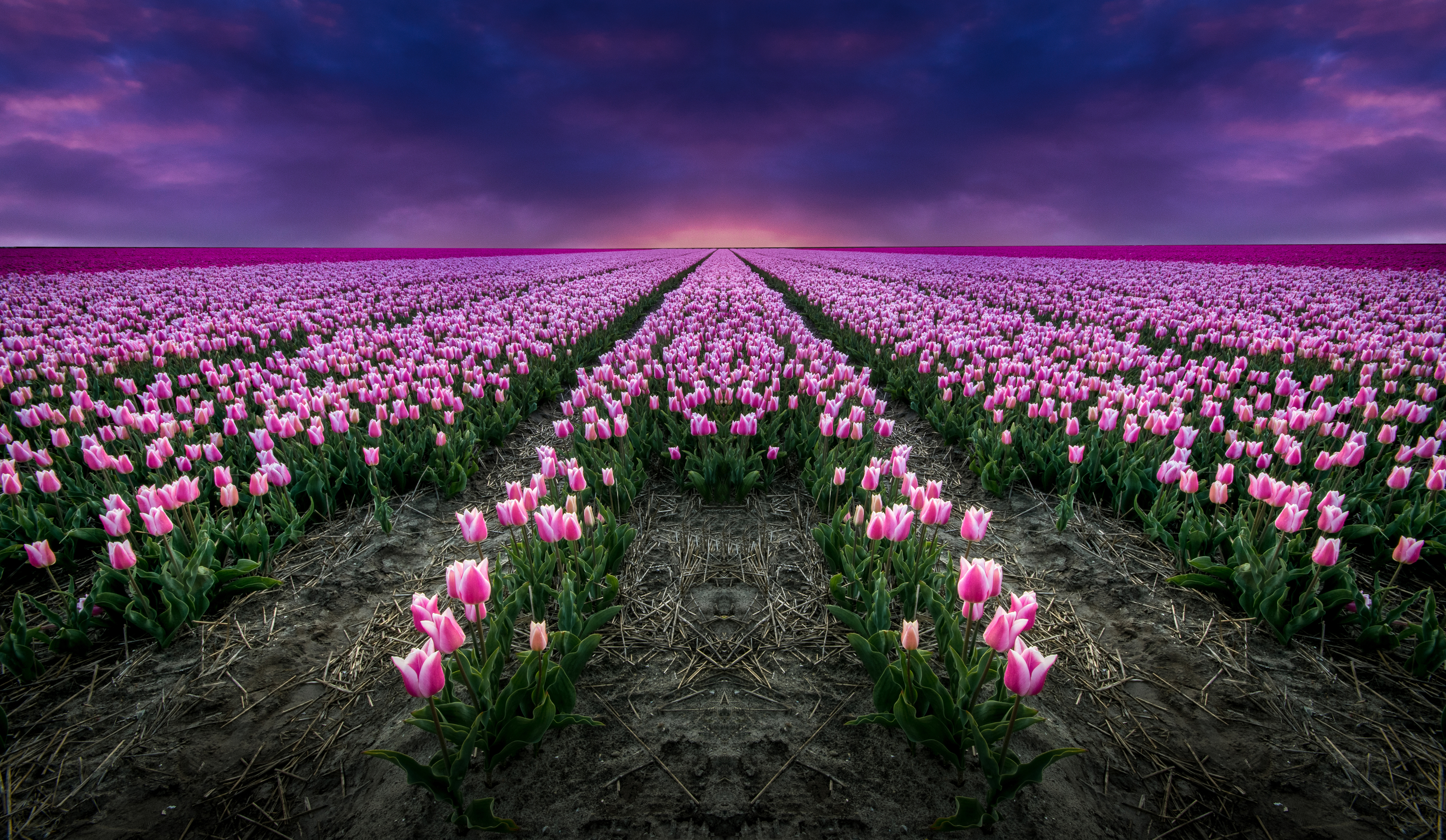 Тюльпановые поля Нидерланды обои
