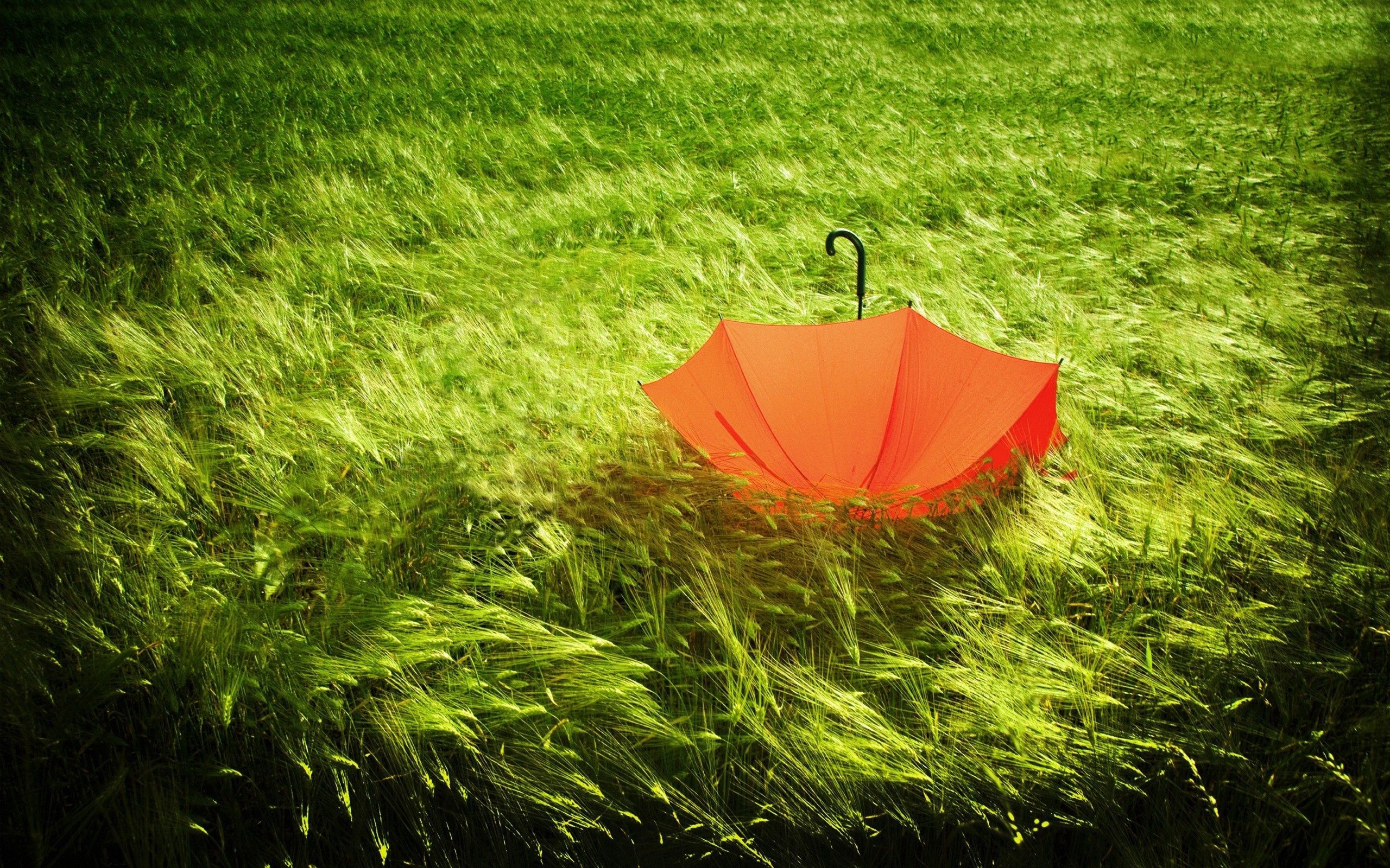 umbrella, wind, nature, grass, field, bad weather