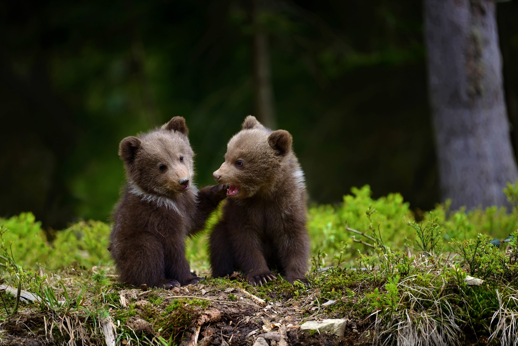 Милые медвежата