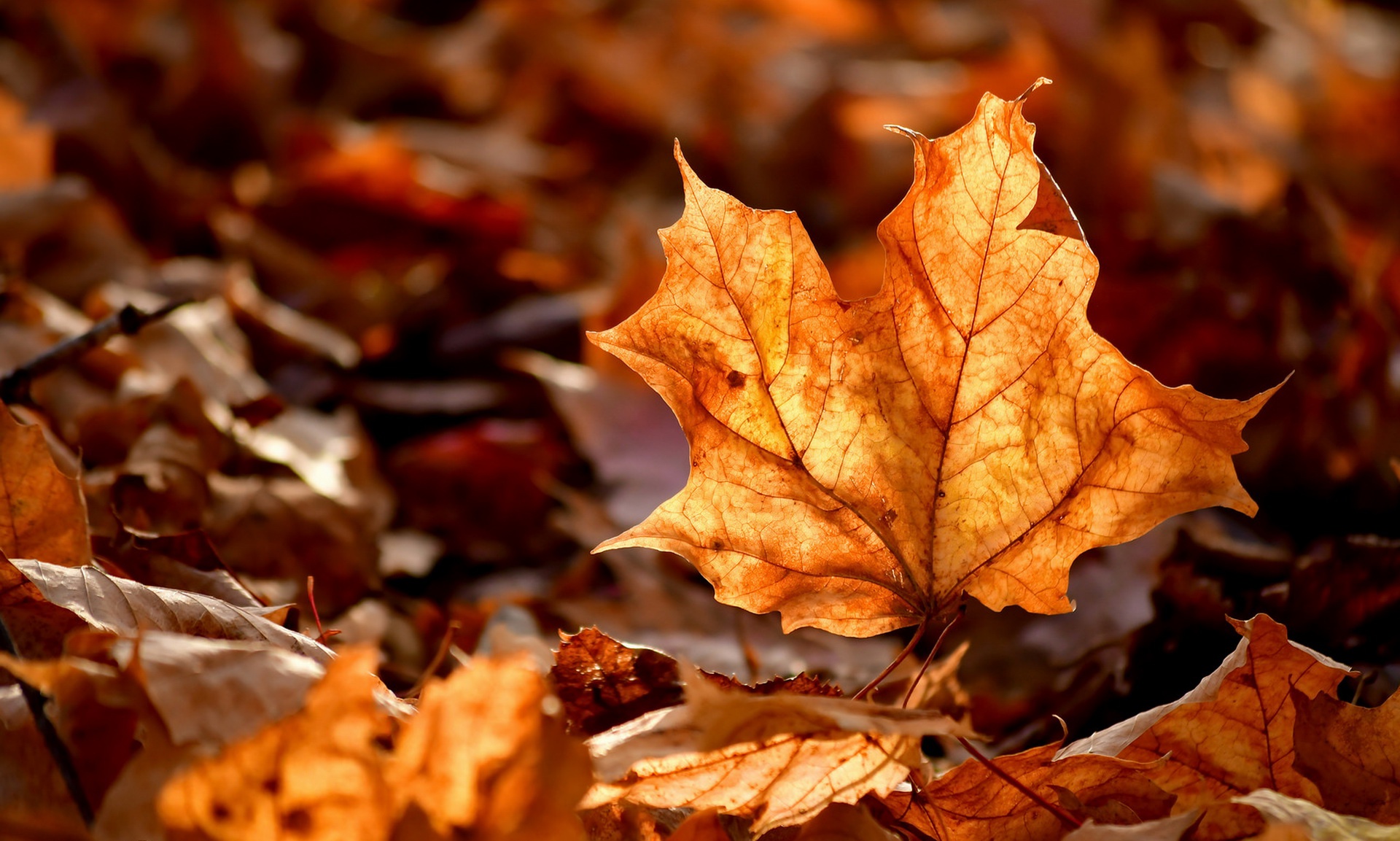 Красивые фото осенних листьев