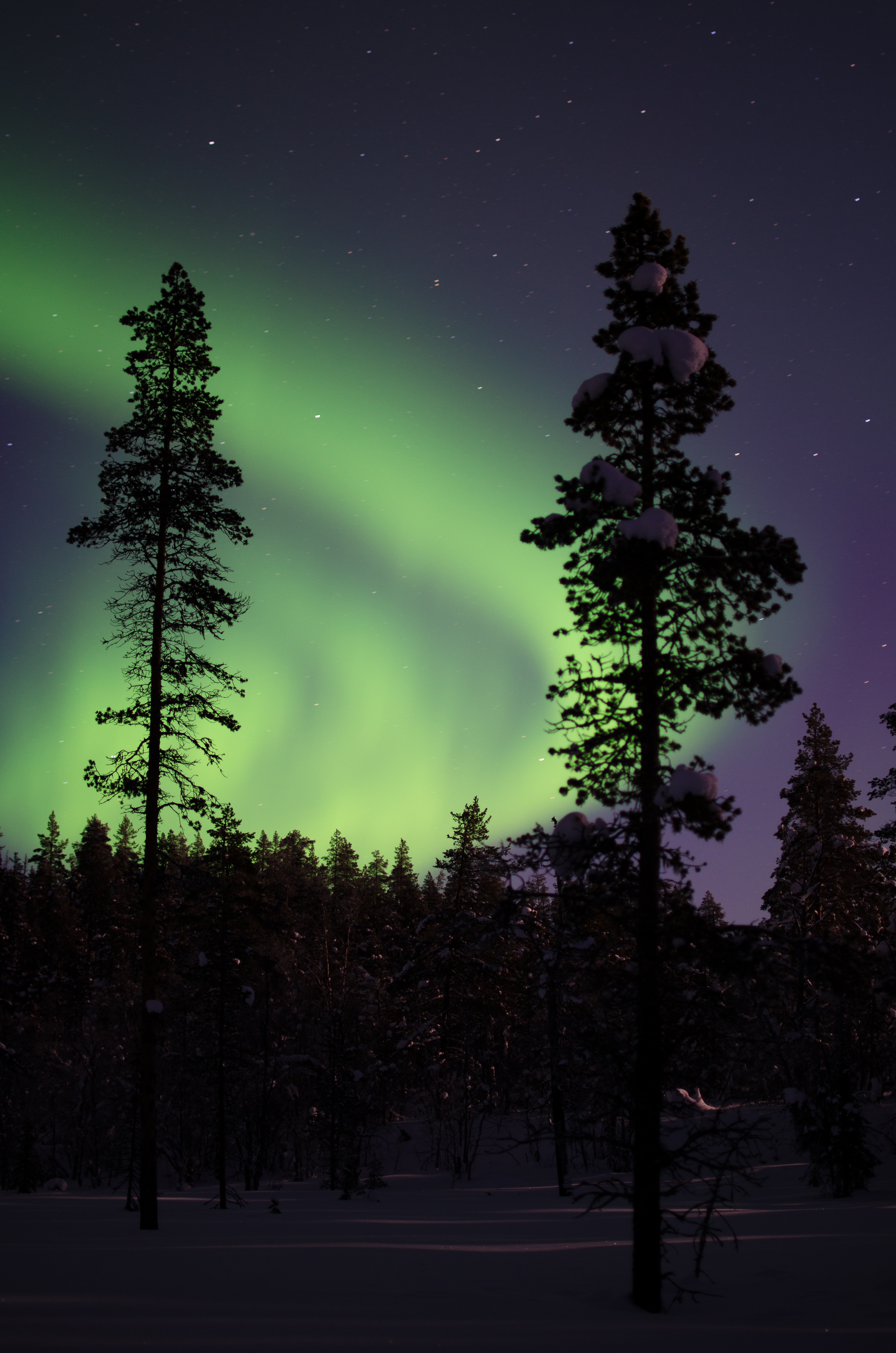 aurora, aurora borealis, snowbound, nature, trees, night, snow, forest, snow covered, northern lights 5K