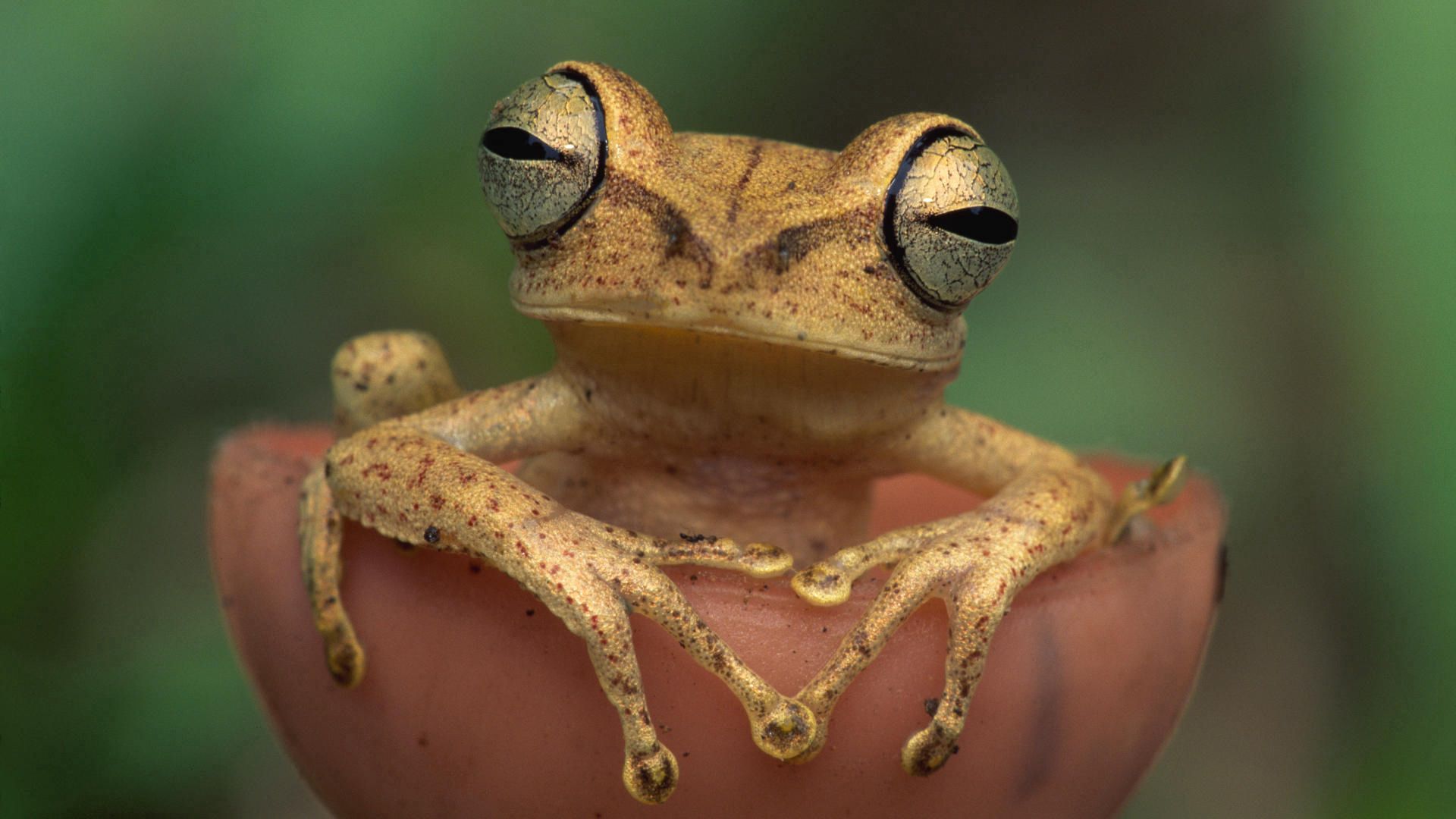 Download mobile wallpaper Animals, Eyes, Frog, Color for free.