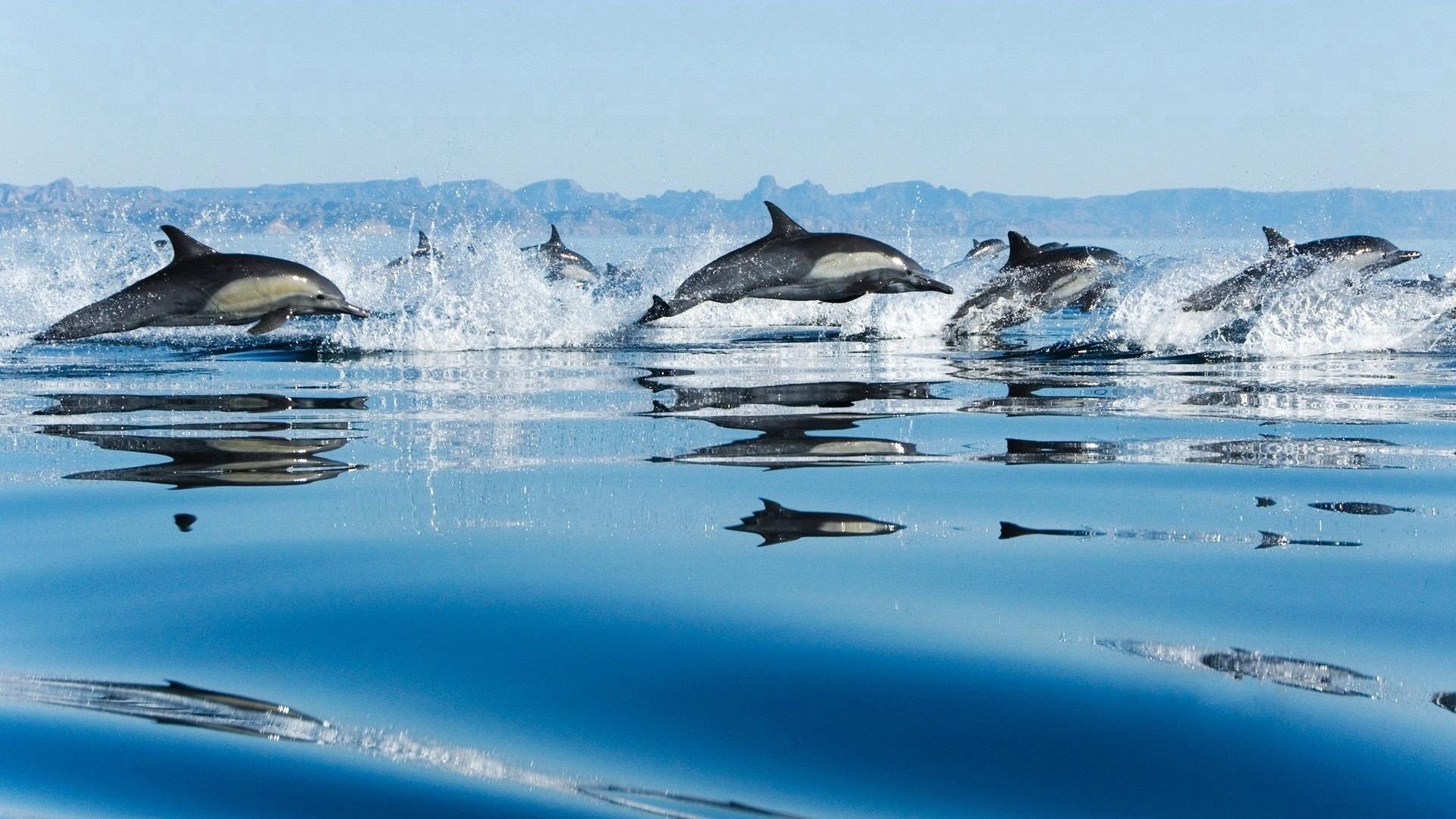 64517 скачать обои дельфины, водная гладь, животные, прыжок - заставки и картинки бесплатно