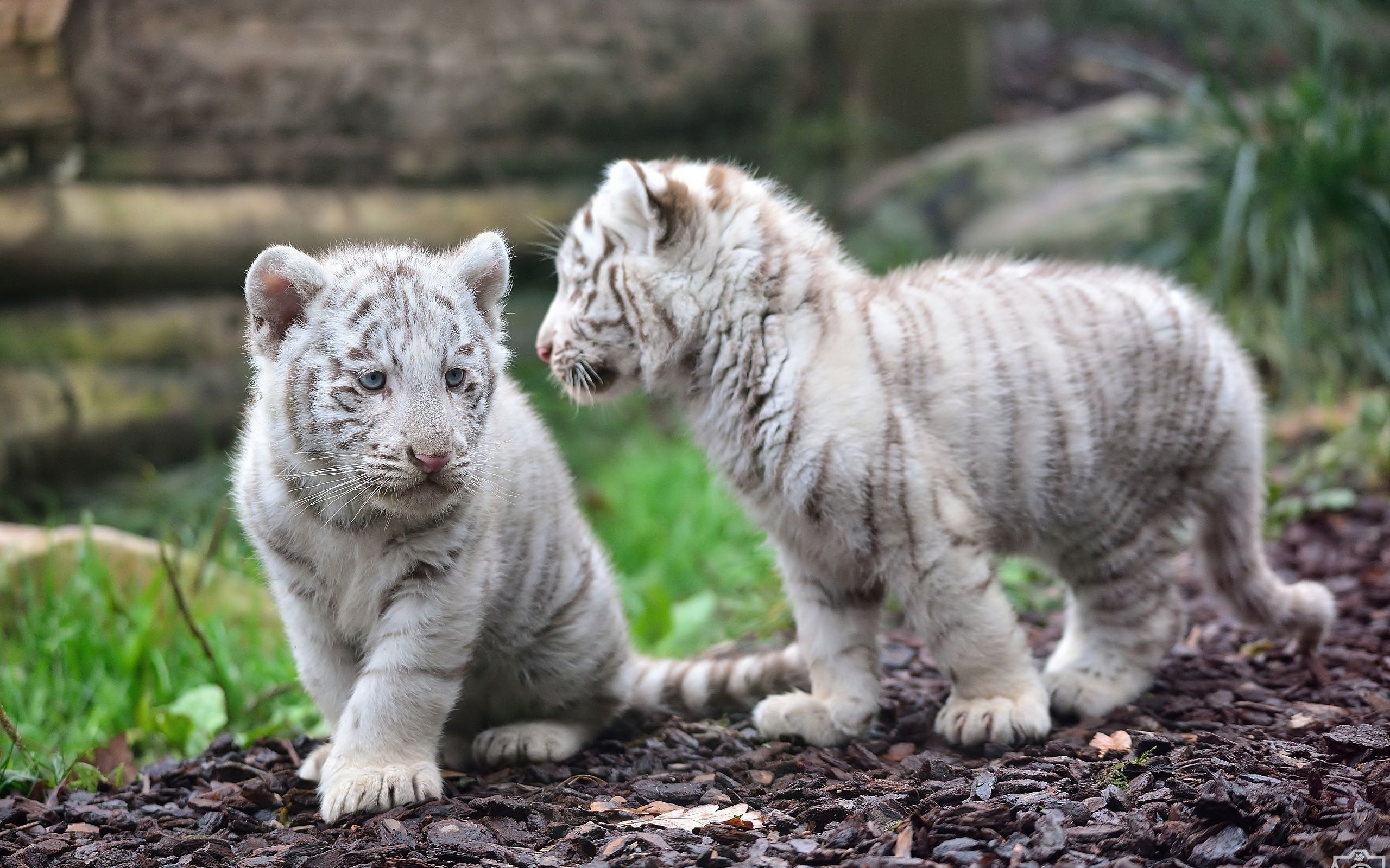 324351 baixar papel de parede animais, tigre branco, tigre, gatos - protetores de tela e imagens gratuitamente