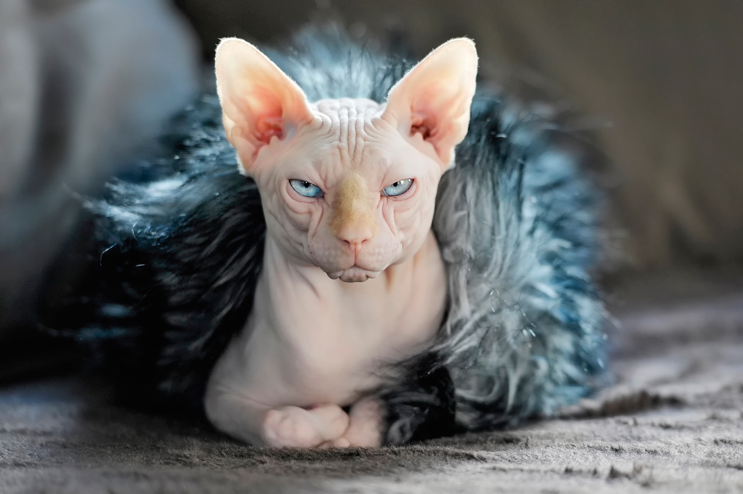 Laden Sie das Sphinx, Pelz, Fell, Tiere, Der Kater, Katze-Bild kostenlos auf Ihren PC-Desktop herunter