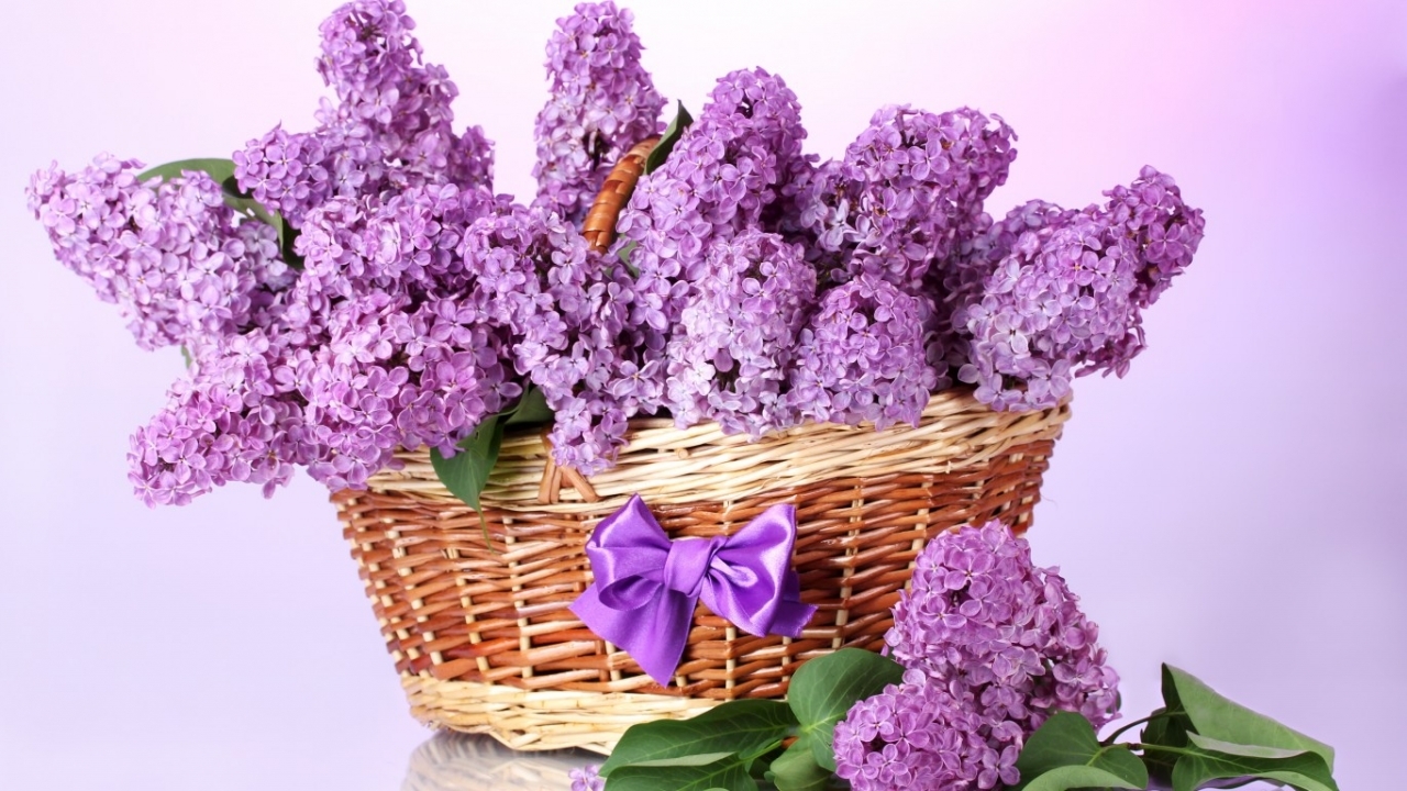 Download mobile wallpaper Flowers, Violet, Plants for free.