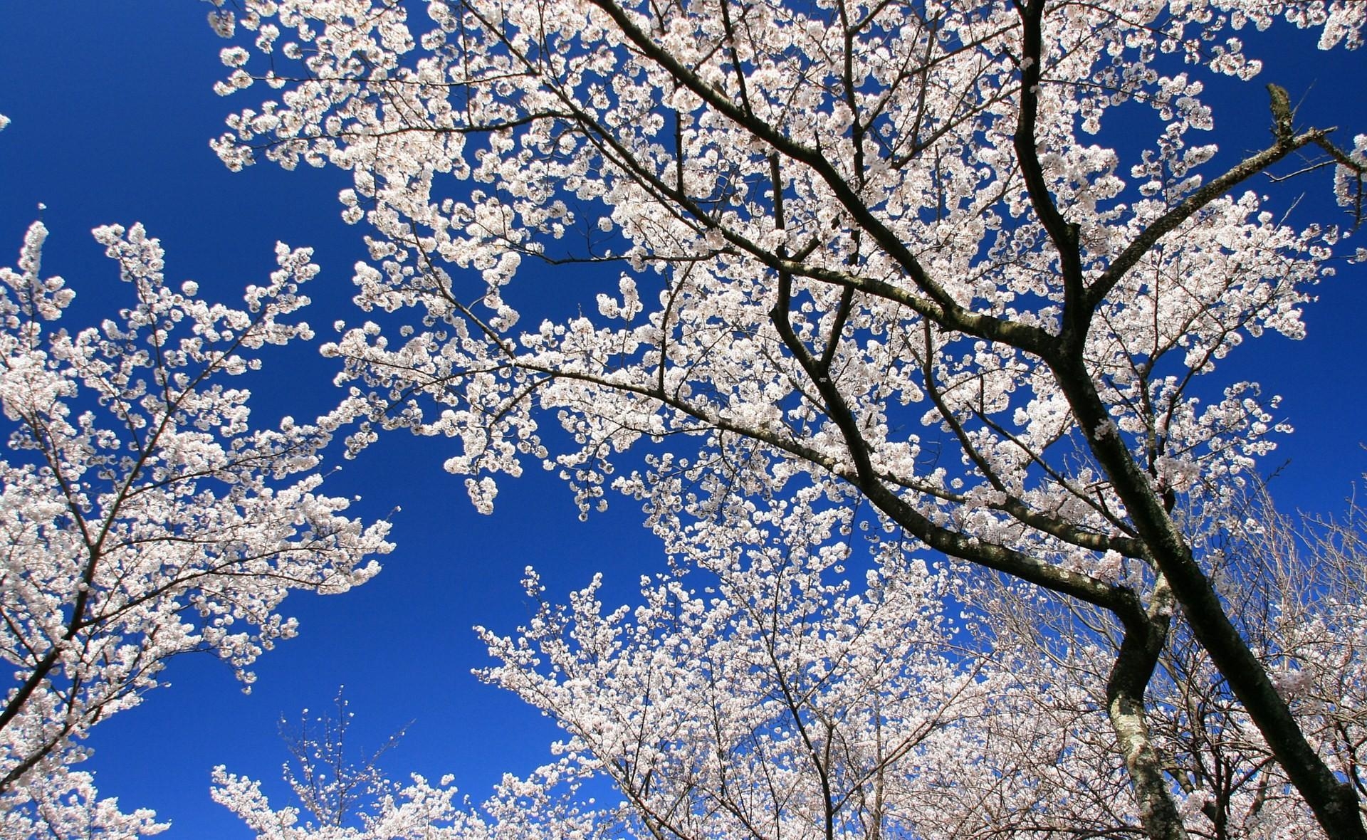 Laden Sie das Sky, Geäst, Zweige, Blühen, Stimmung, Blühenden, Blumen, Frühling-Bild kostenlos auf Ihren PC-Desktop herunter
