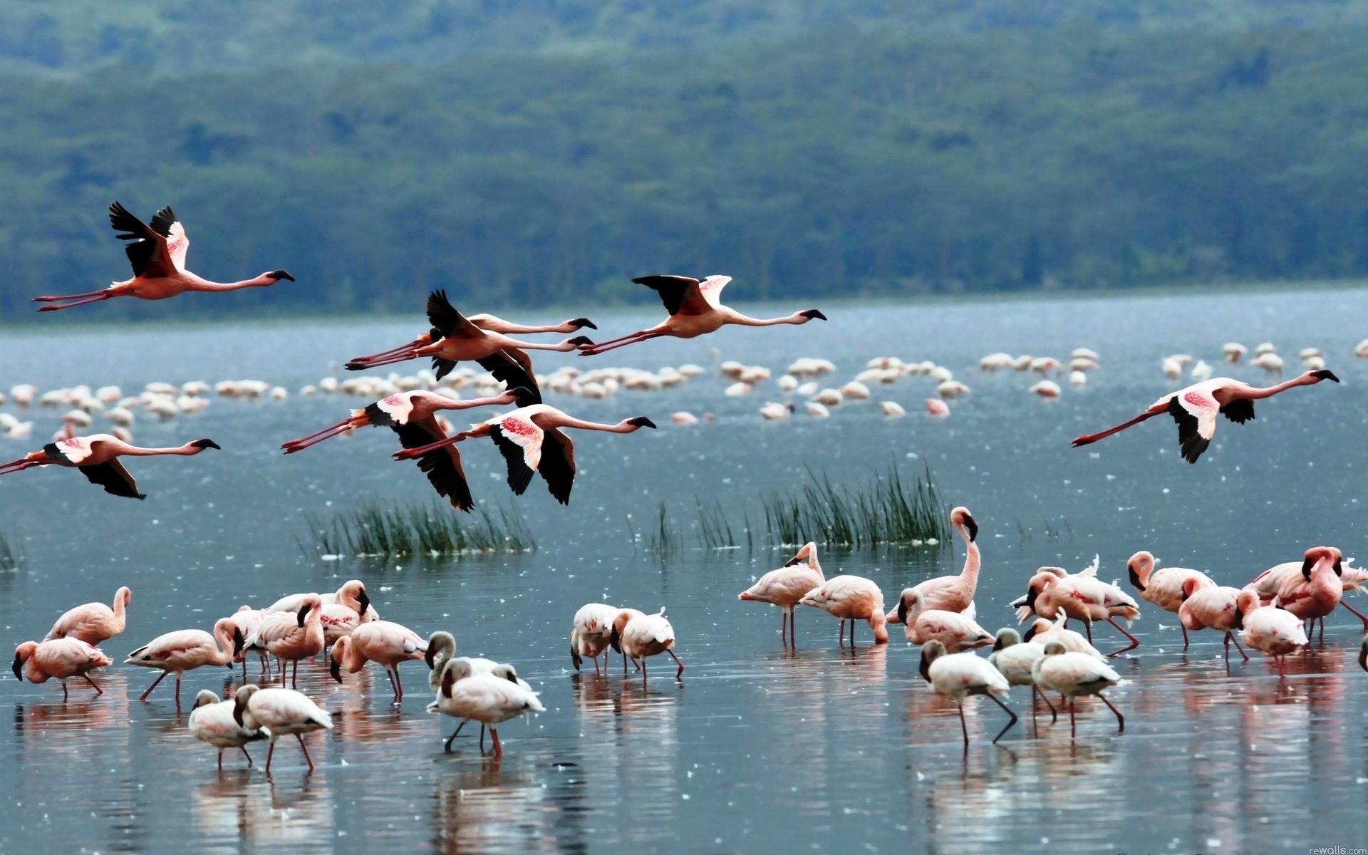 Маныч Гудило озеро, Фламинго