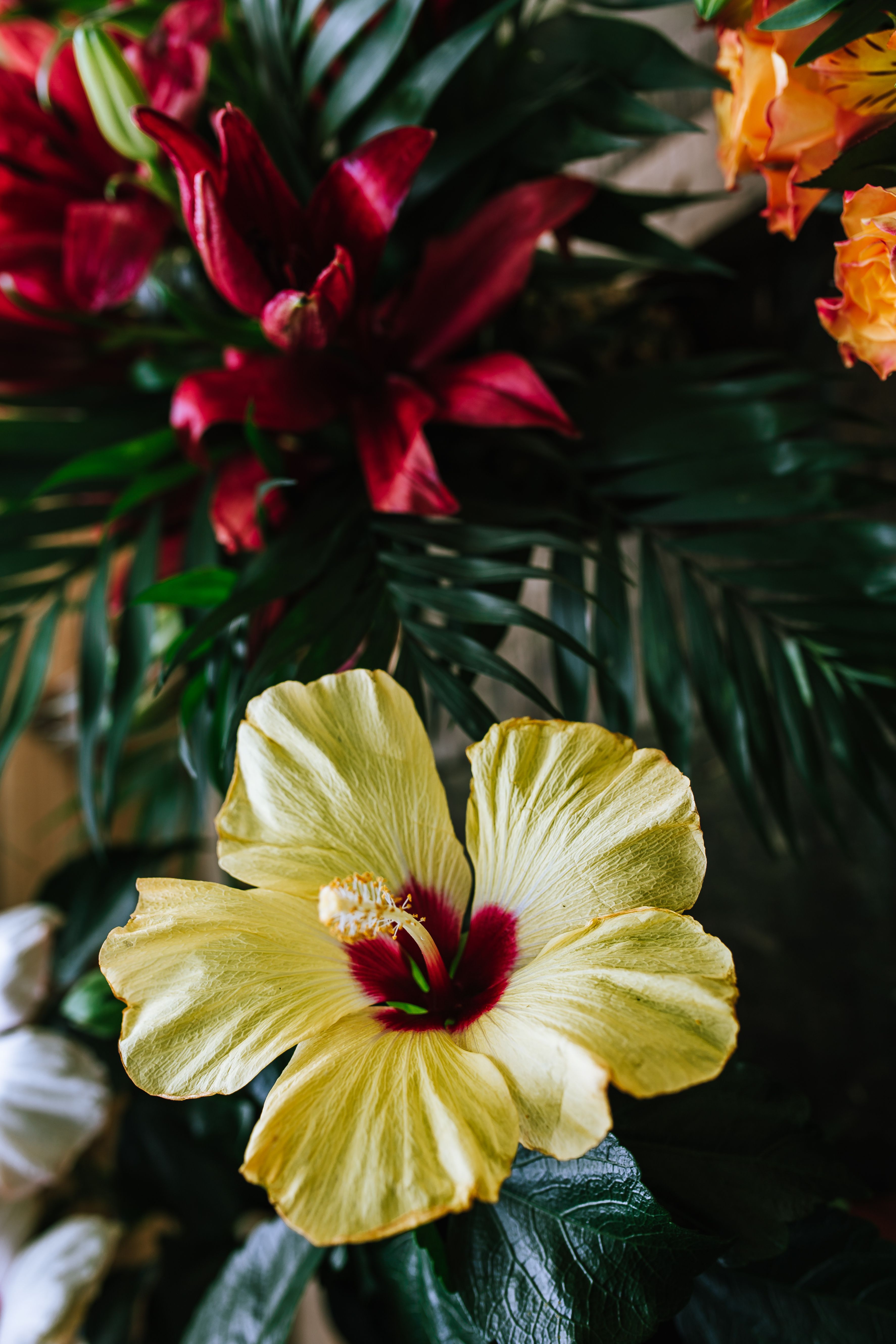 Laden Sie das Tropisch, Hibiskus, Ecositesky, Ecosite, Blumen, Tropischen, Hibiscus, Blume-Bild kostenlos auf Ihren PC-Desktop herunter