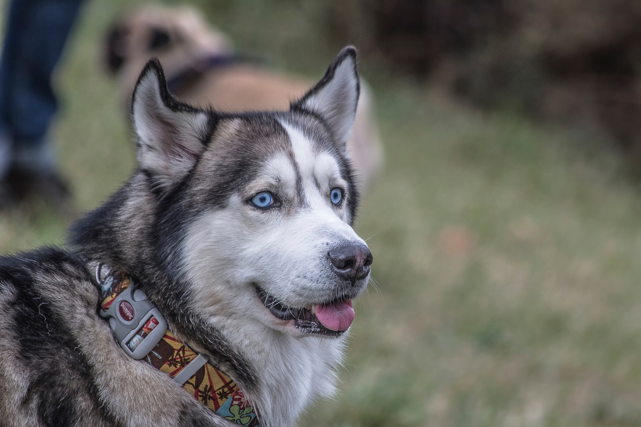 Download mobile wallpaper Collar, Animals, Muzzle, Dog, Husky for free.