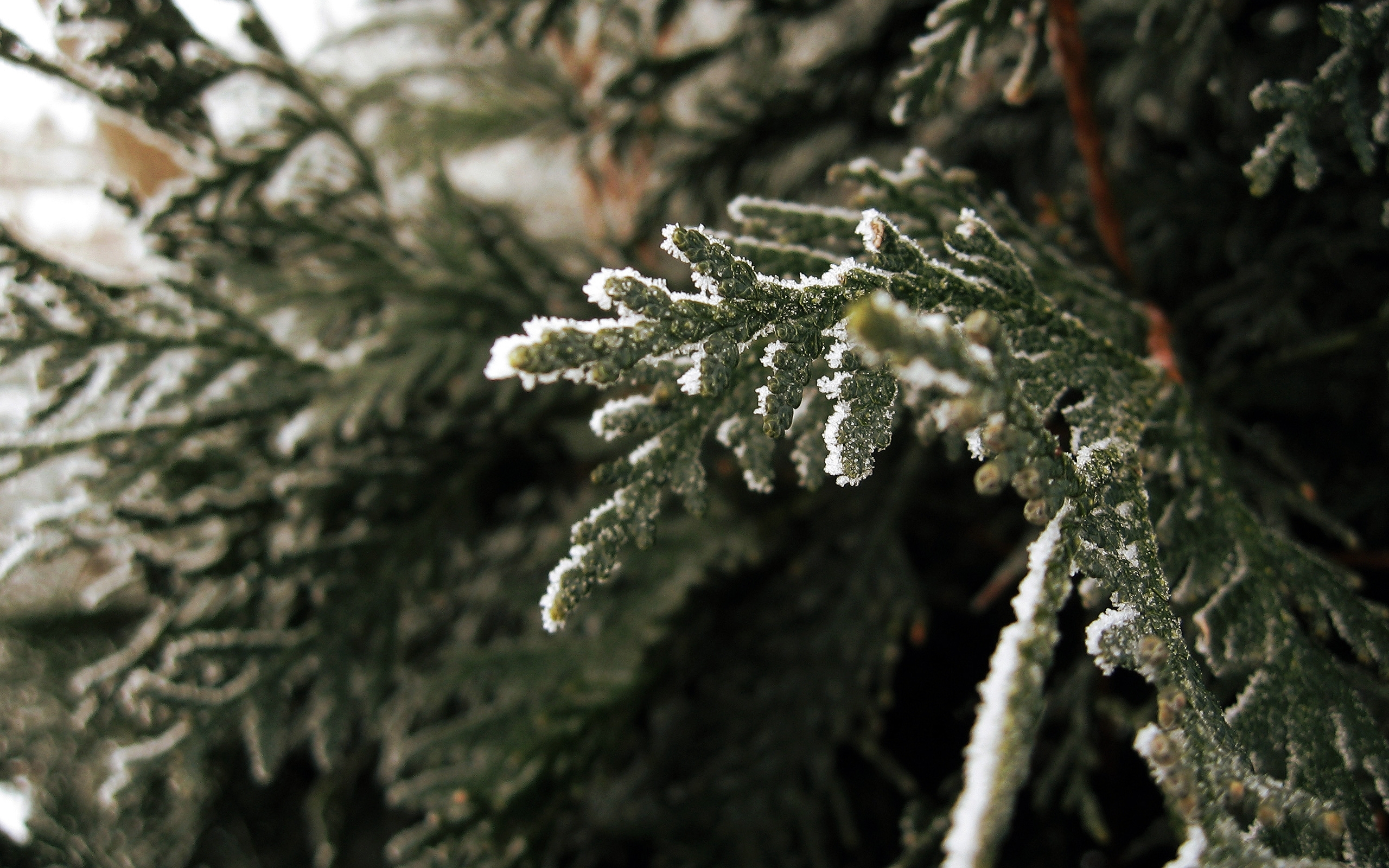 Download mobile wallpaper Winter, Plants, Trees for free.