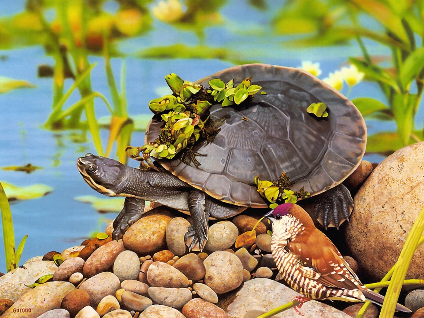 47081 Hintergrundbild herunterladen tiere, turtles - Bildschirmschoner und Bilder kostenlos