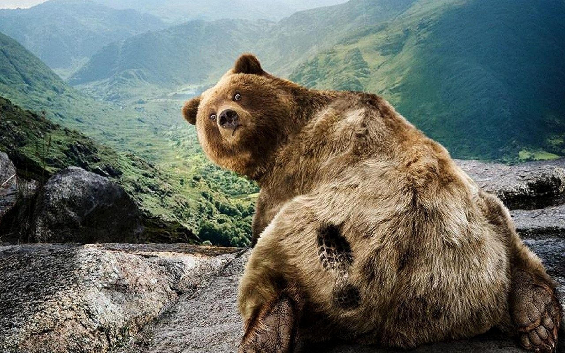 Téléchargez gratuitement l'image Animaux, Bears, Humour sur le bureau de votre PC