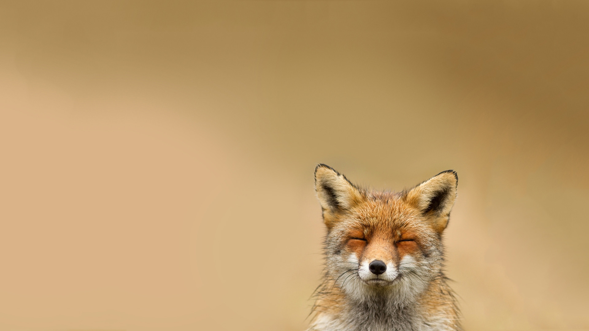 36643 télécharger le fond d'écran animaux, fox, jaune - économiseurs d'écran et images gratuitement