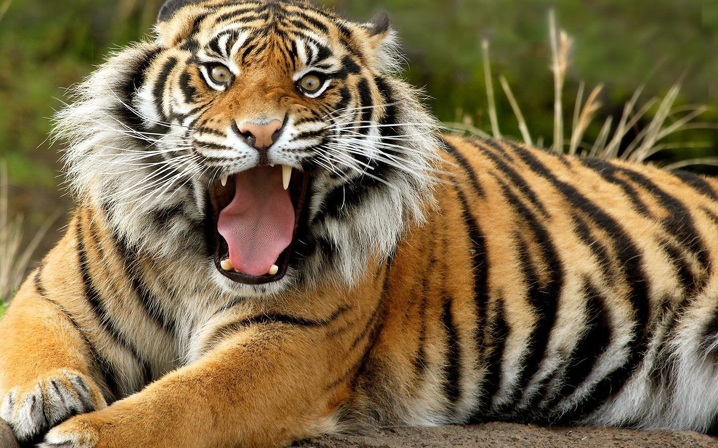 Melhores papéis de parede de Tigre De Sumatra para tela do telefone