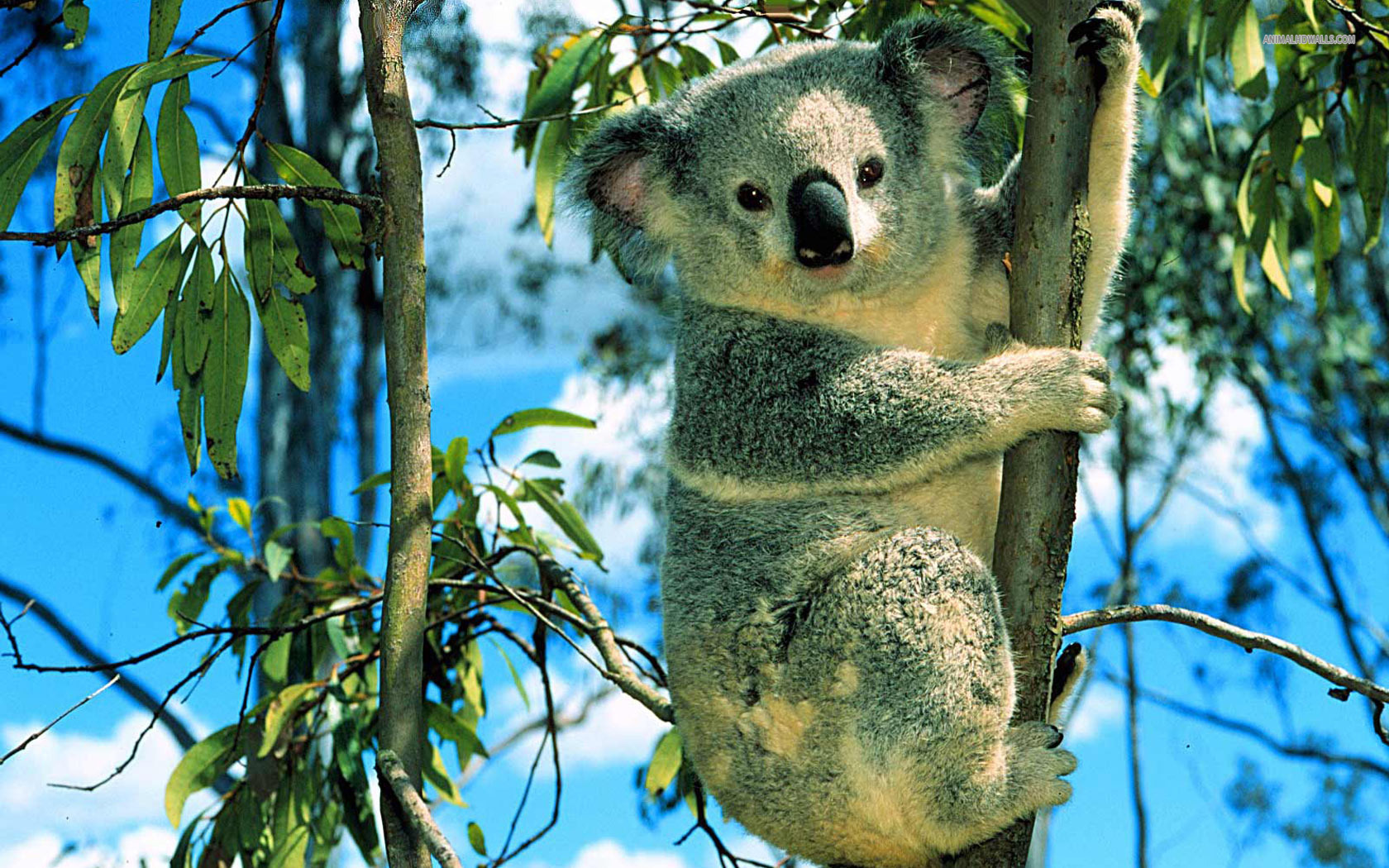 591699 завантажити шпалери тварина, коала - заставки і картинки безкоштовно