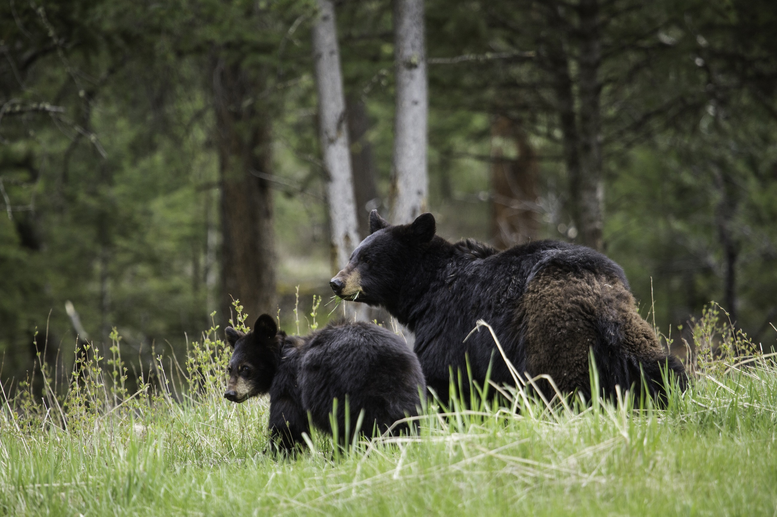 Desktop FHD animals, bears, young, couple, pair, stroll, family, joey