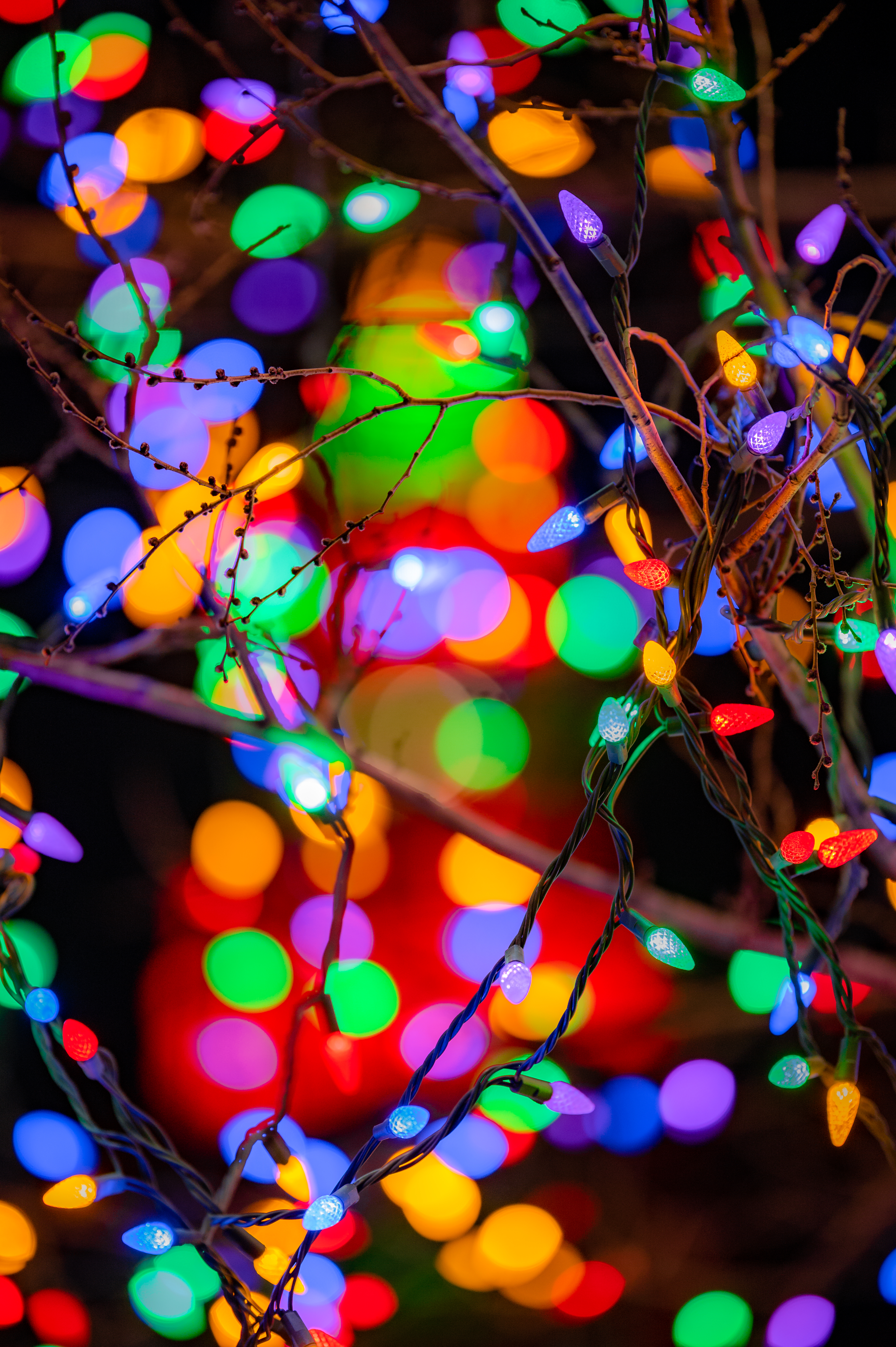 garland, multicolored, holidays, lights, motley, branches, garlands, festive