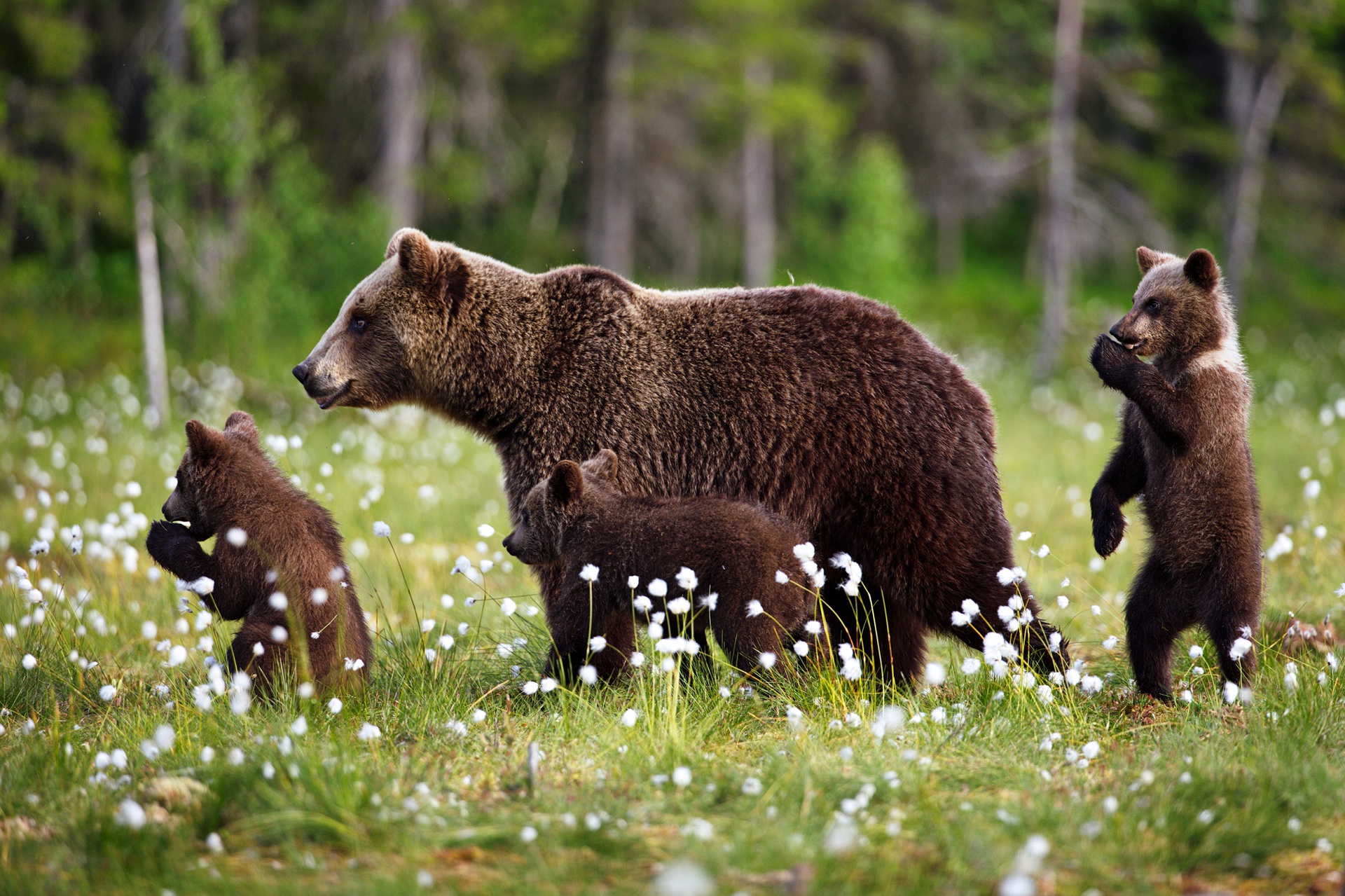 Дикие животные весной картинки. Бурый медведь с медвежатами. Бурый медведь в Подмосковье. Медведица с медвежонками. Медведица с медвежатами фото.