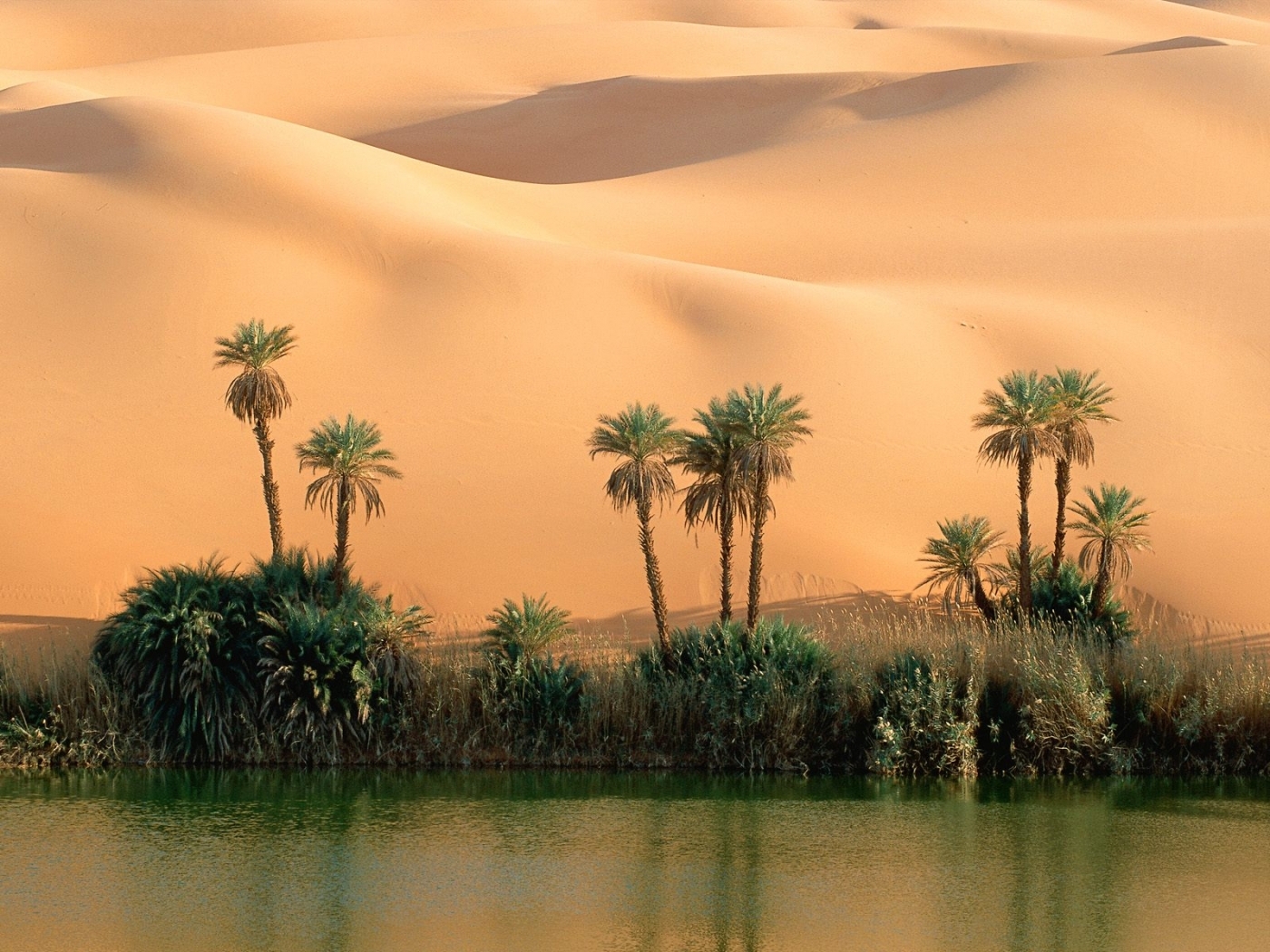 Скачать картинку Песок, Пустыня, Пейзаж, Пальмы в телефон бесплатно.
