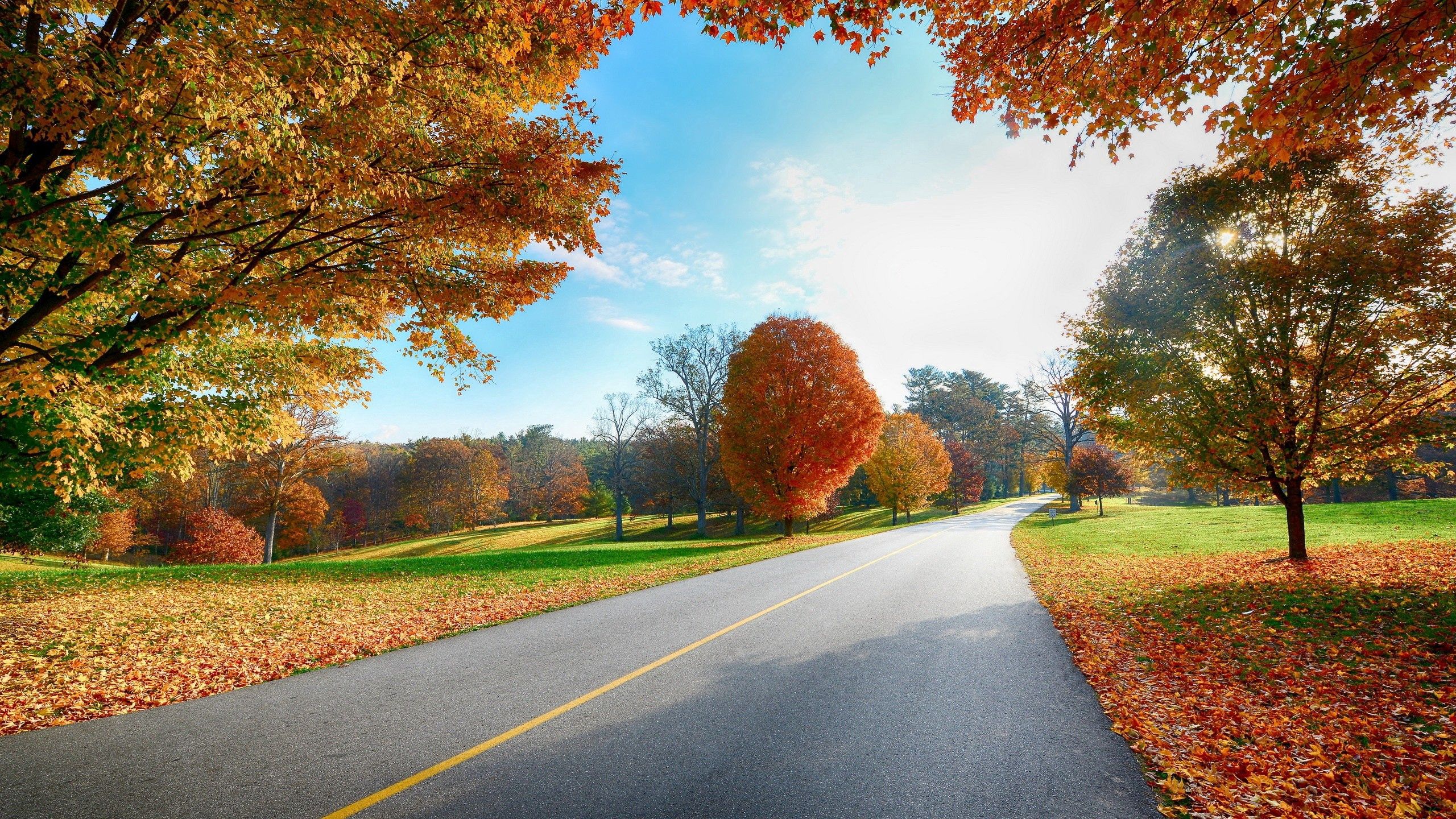 Laden Sie das Herbst, Bäume, Straße, Markup, Natur-Bild kostenlos auf Ihren PC-Desktop herunter