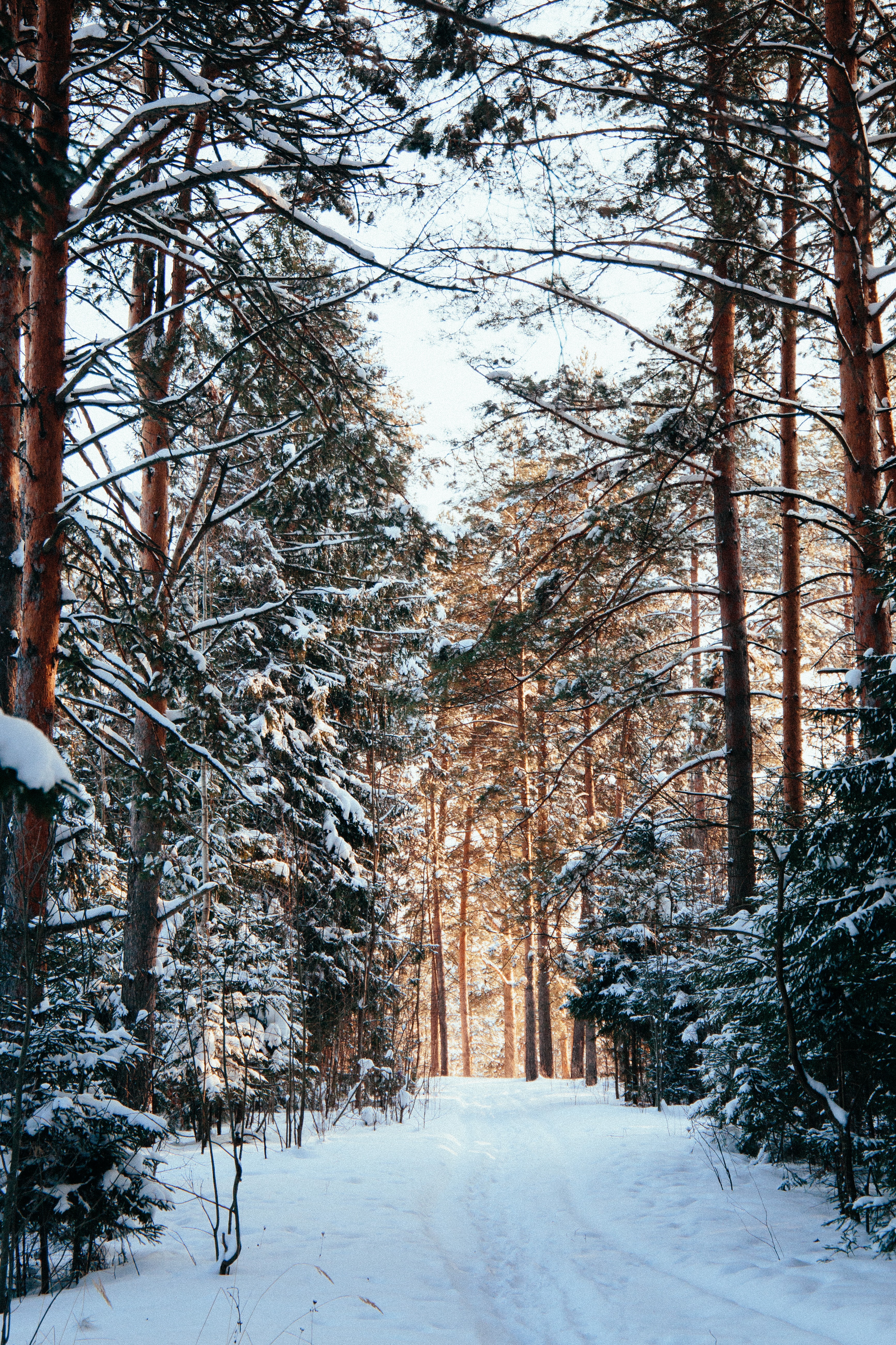 Baixar papel de parede para celular de Inverno, Árvores, Pinho, Natureza, Neve, Caminho, Floresta gratuito.