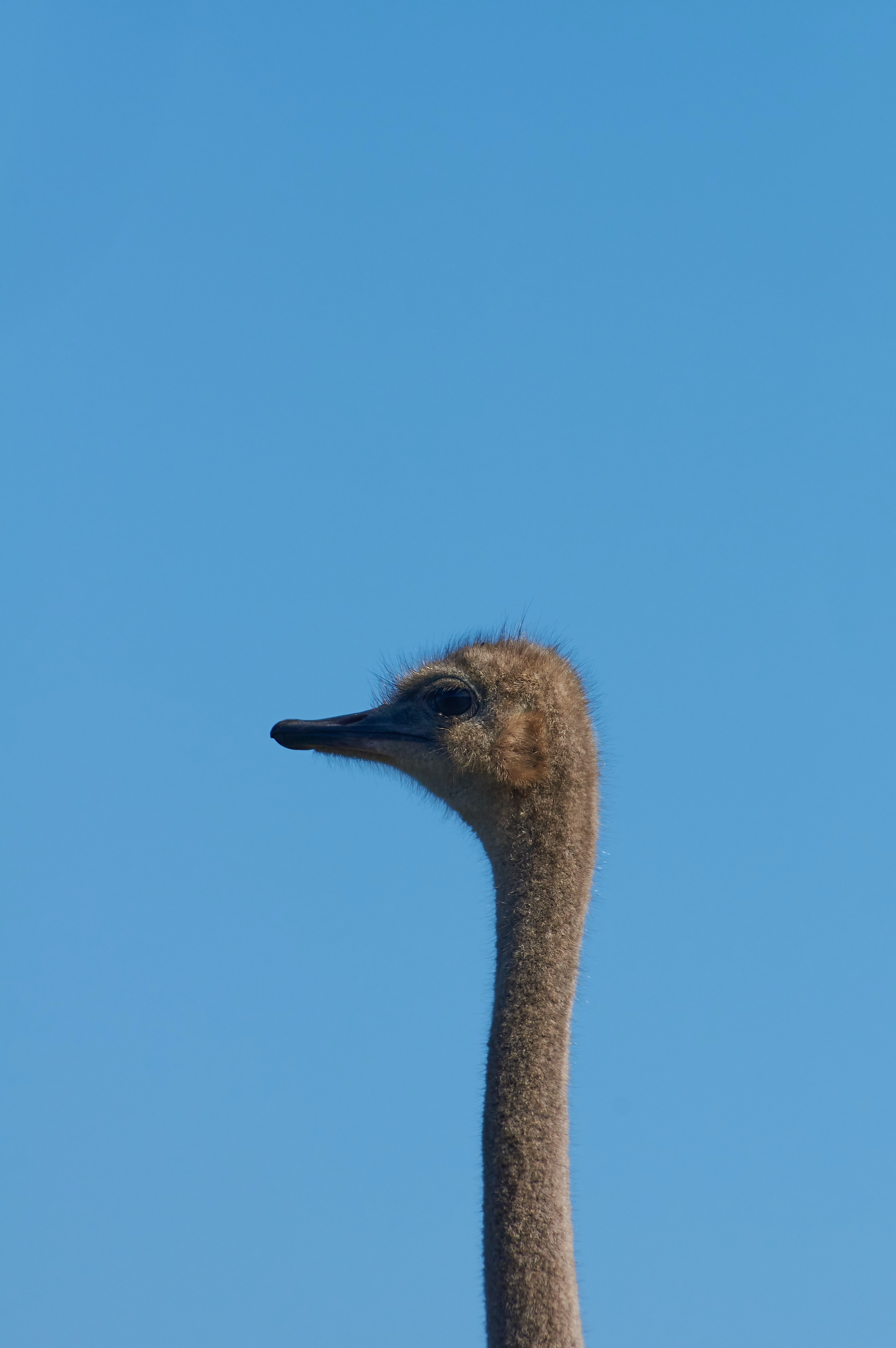 ostrich, animals, sky, bird, neck HD wallpaper