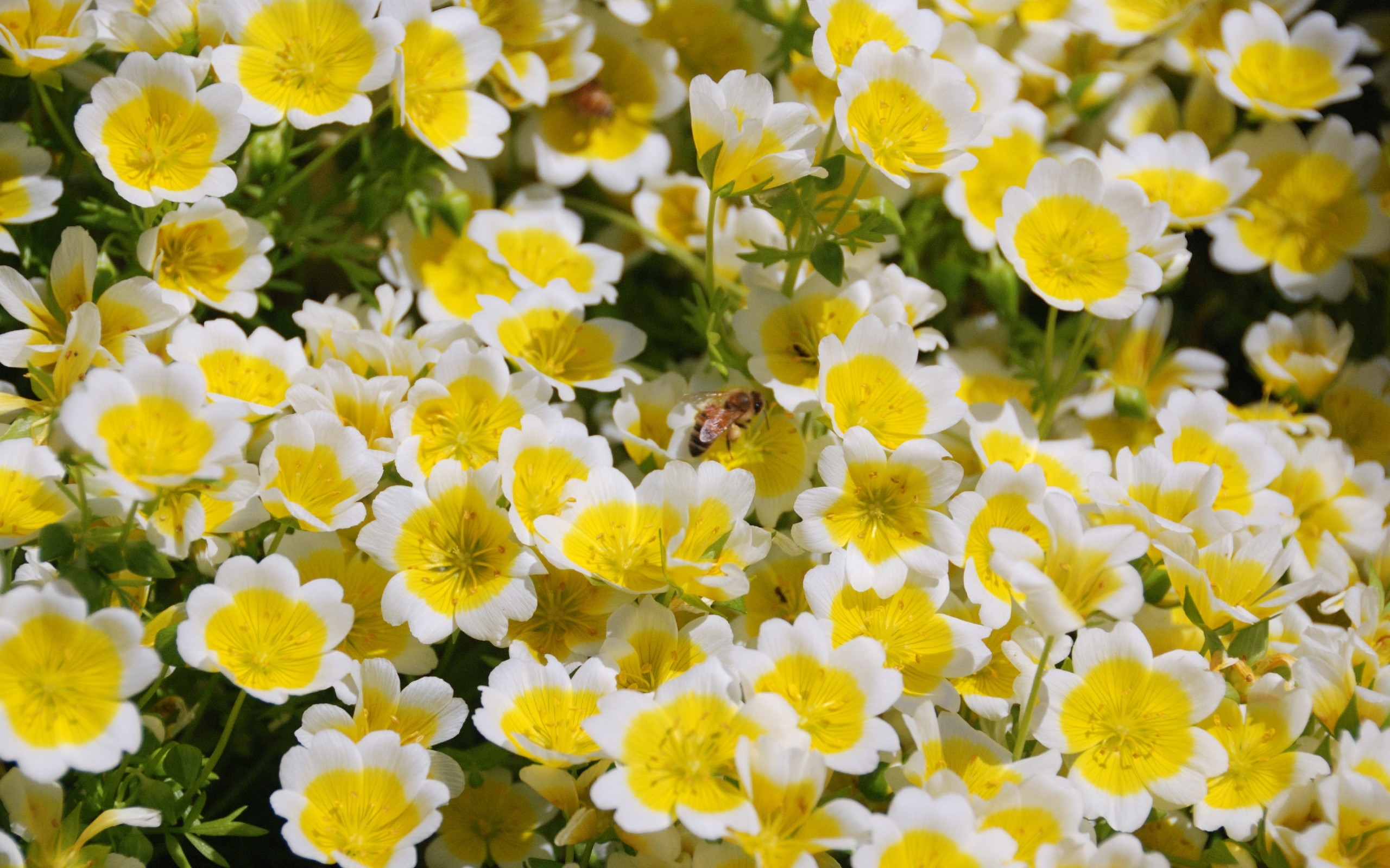 40436 baixar papel de parede insetos, abelhas, amarelo - protetores de tela e imagens gratuitamente
