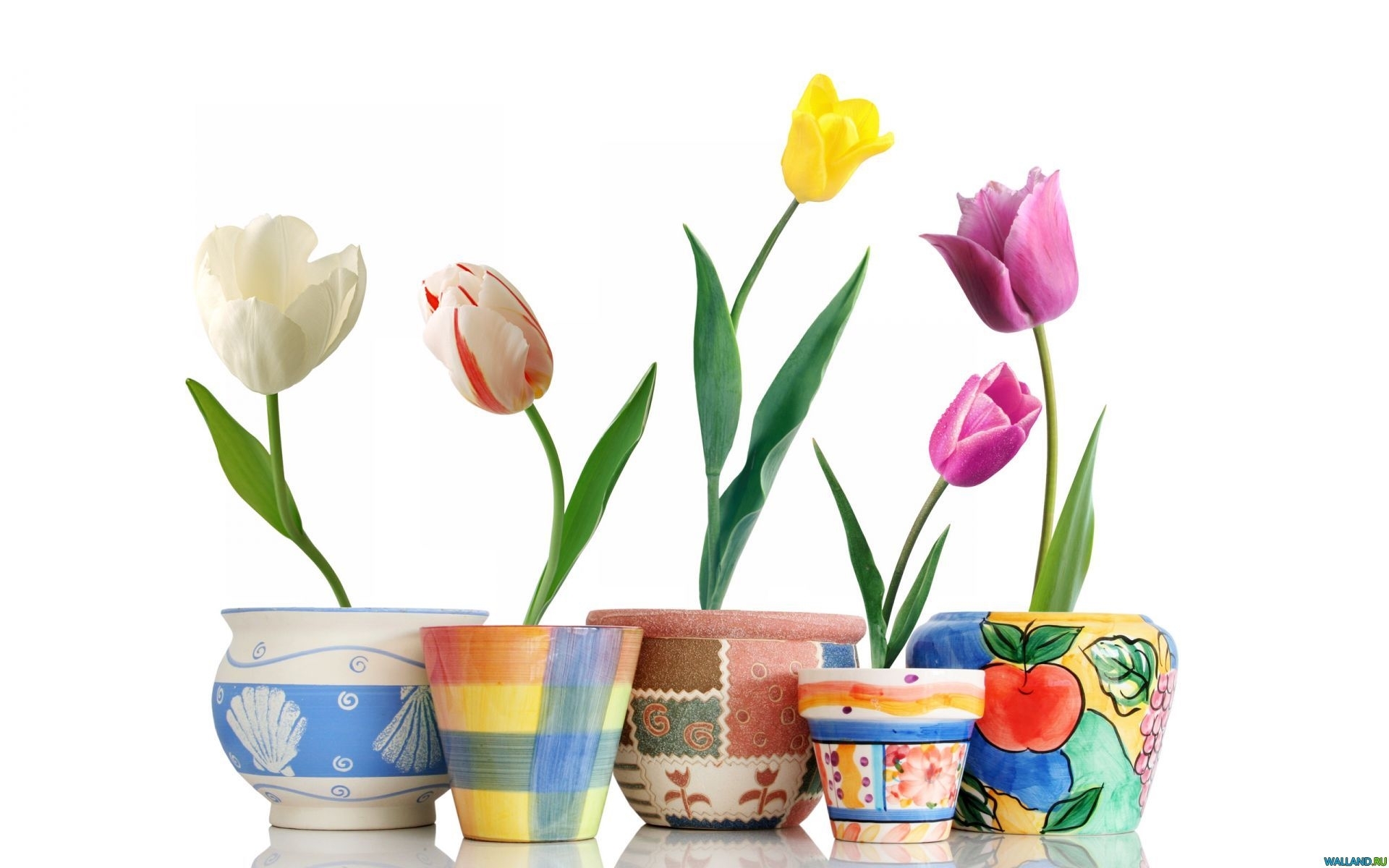 Handy-Wallpaper Pflanzen, Blumen, Tulpen kostenlos herunterladen.