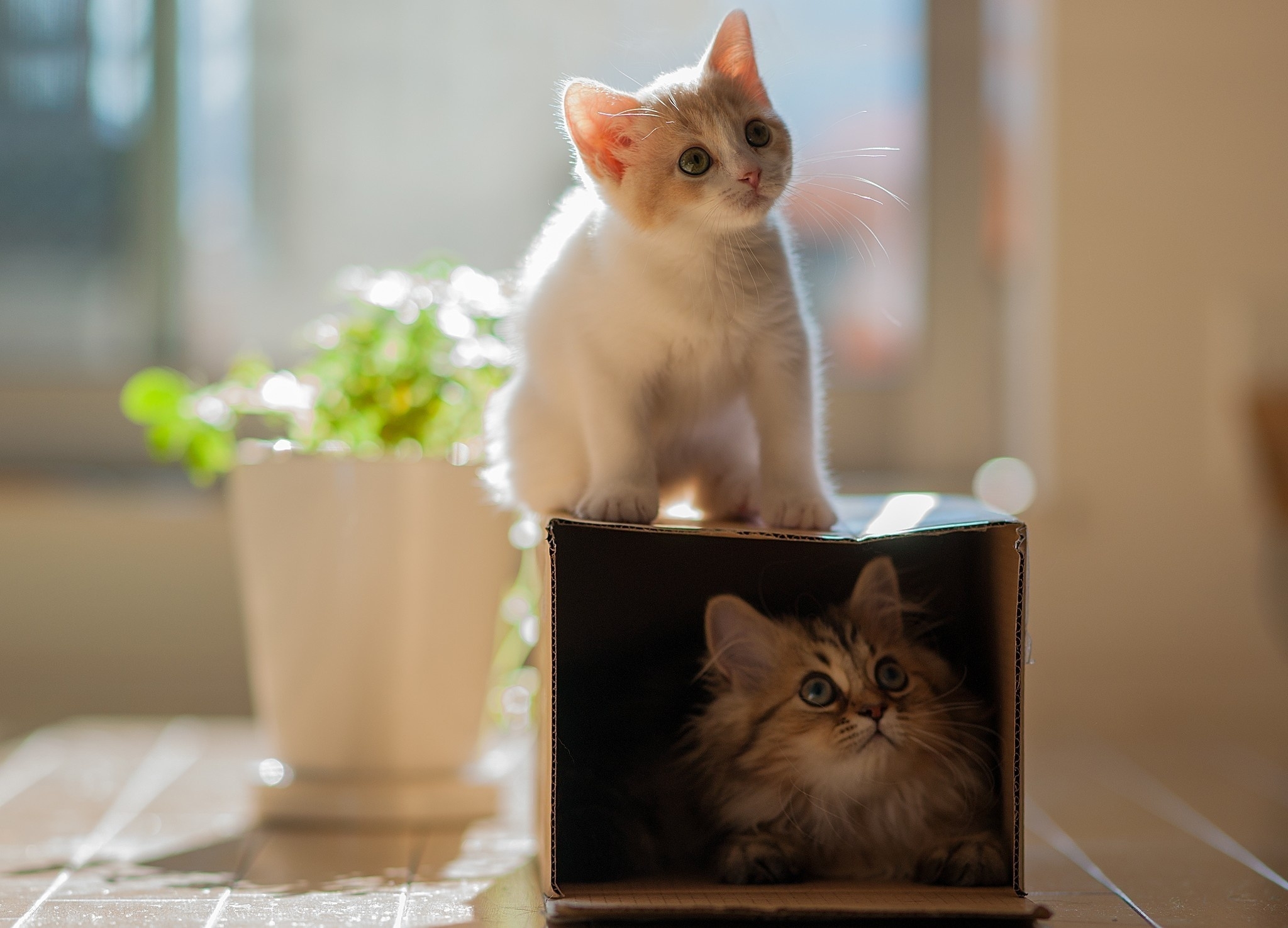 animals, kitty, kitten, portrait, climb, indoor plant, houseplant High Definition image