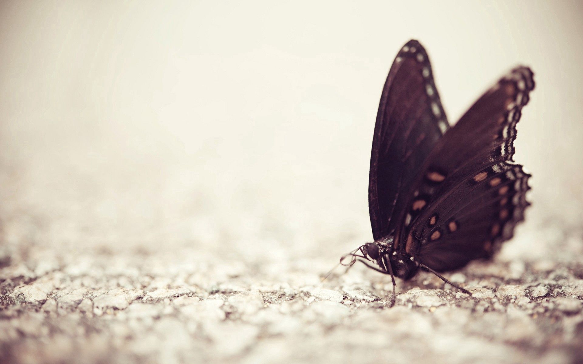 Download mobile wallpaper Macro, Surface, Wings, Pattern, Butterfly for free.