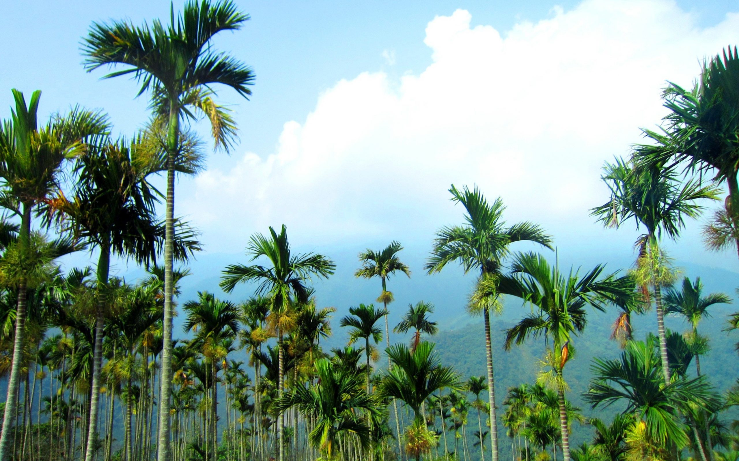 Винная Пальма Экваториальная Гвинея