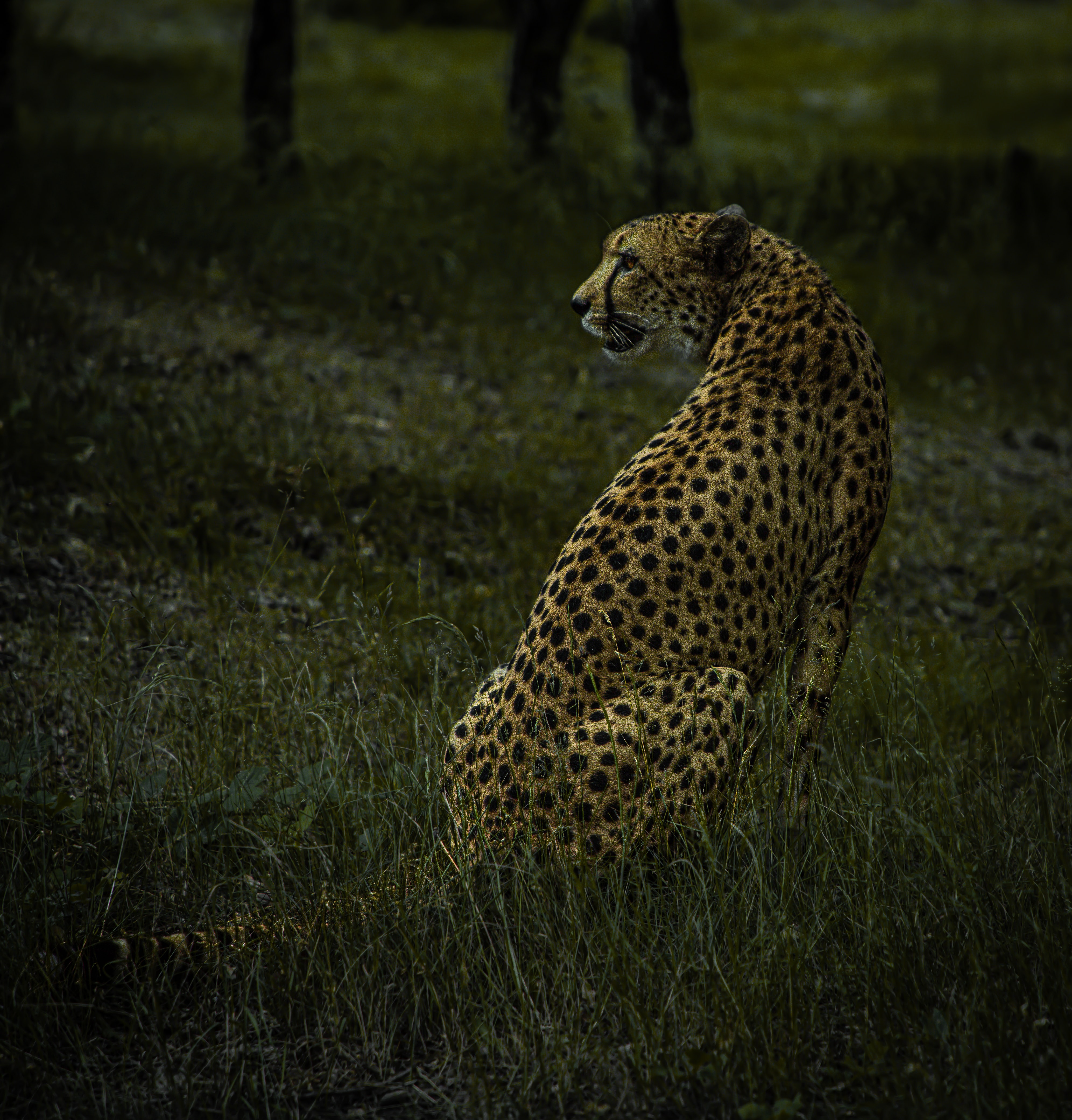 predator, animals, cheetah, big cat, animal, wild Panoramic Wallpaper