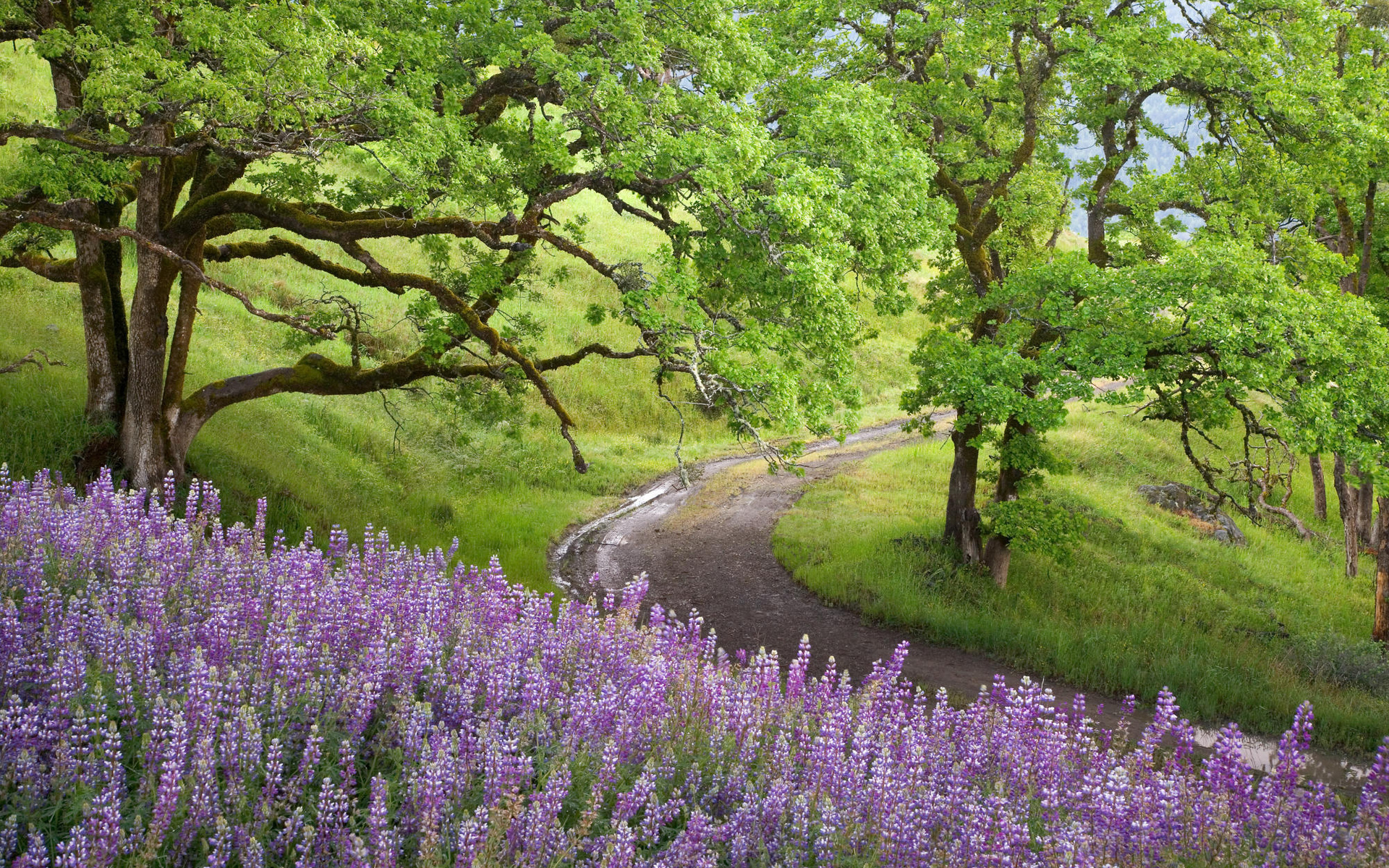 earth, path, california, flower, lupine, national park, tree lock screen backgrounds
