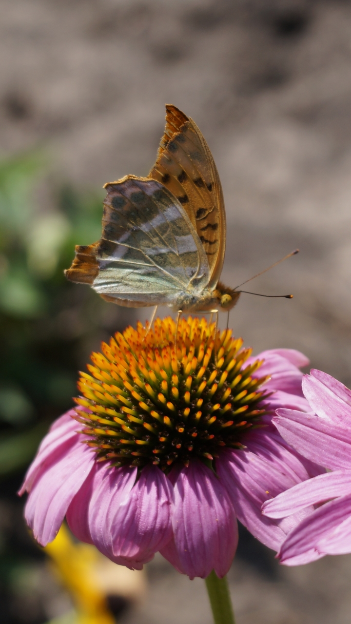 animal, butterfly, insect, flower, macro, echinacea
