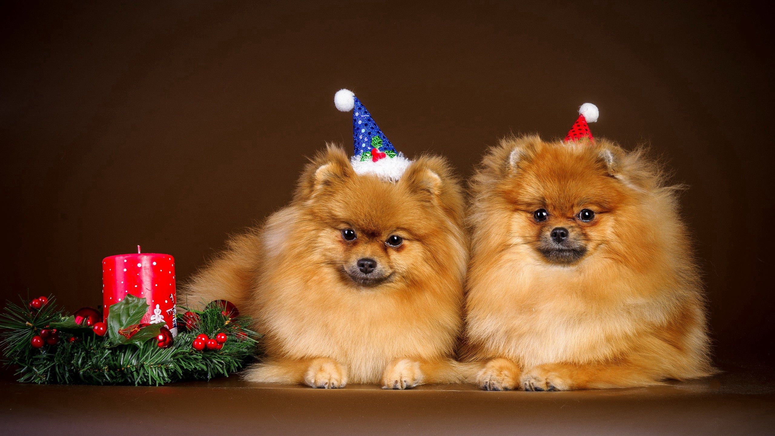 100207 скачать обои щенки, наряд, новый год, животные, рождество, пара - заставки и картинки бесплатно