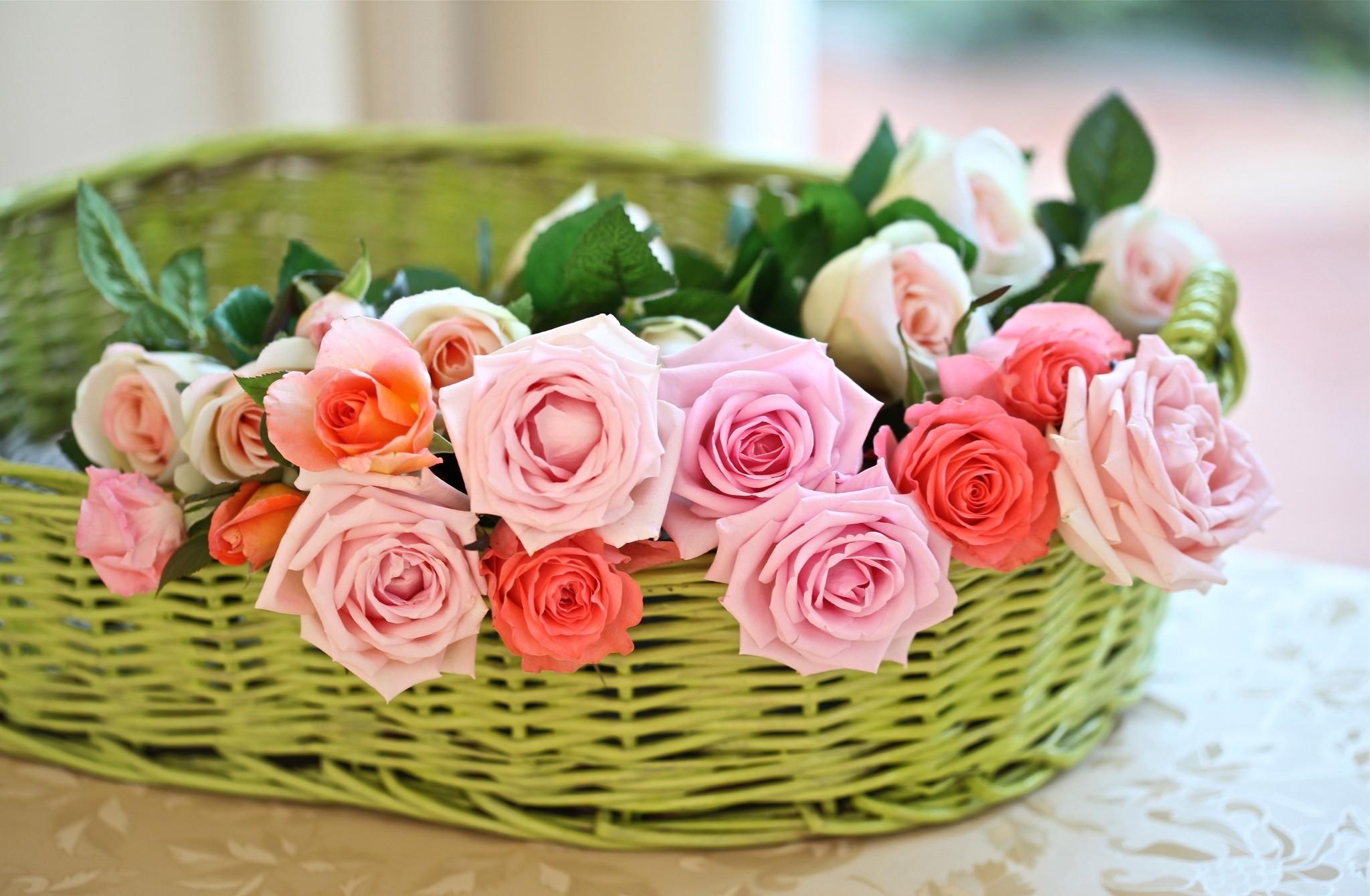 tenderness, flowers, rose flower, rose, basket 4K, Ultra HD